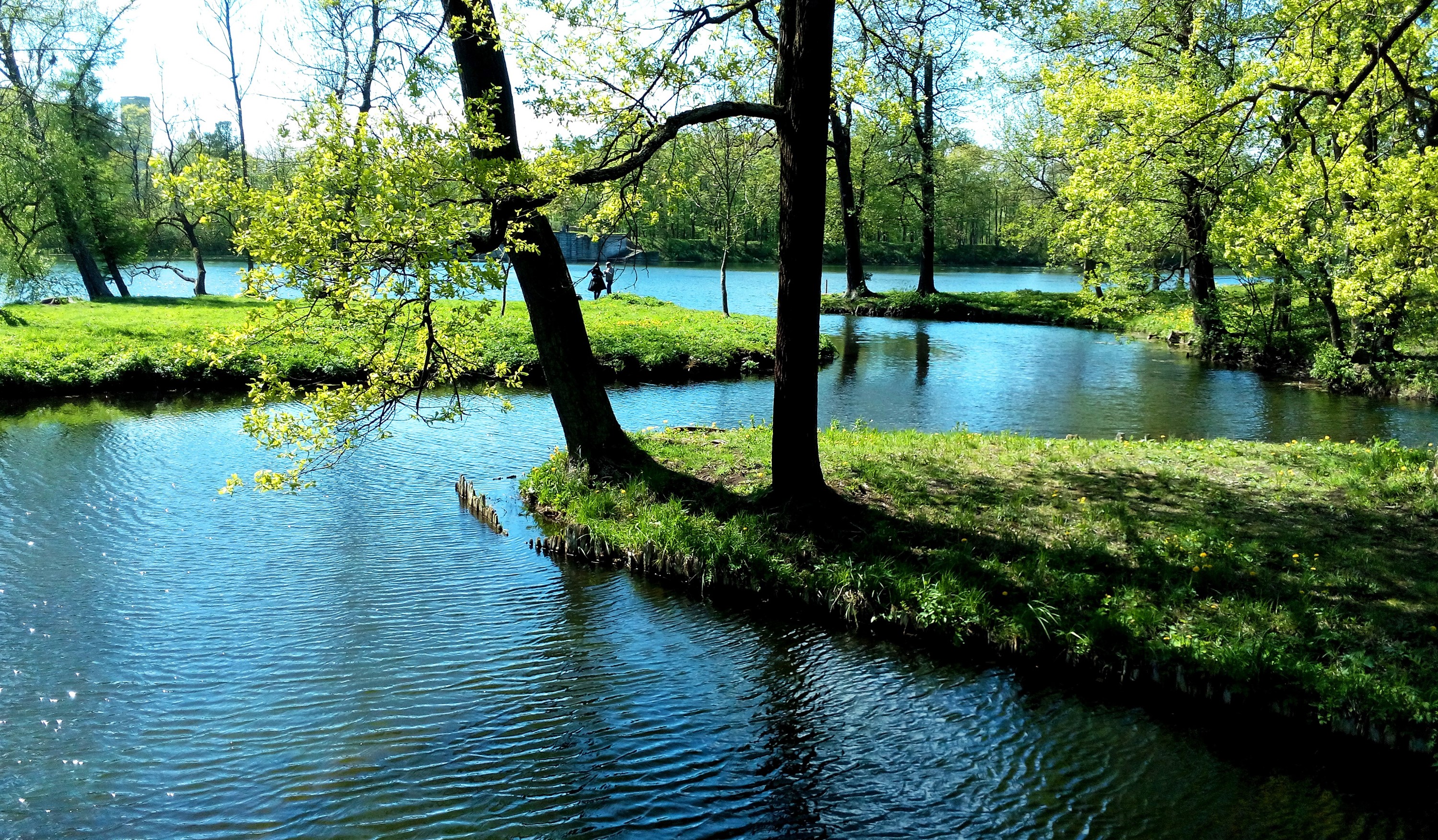 Catherine Park, St. Petersburg, Russia, Pond, Spring Trees HD Wallpaper