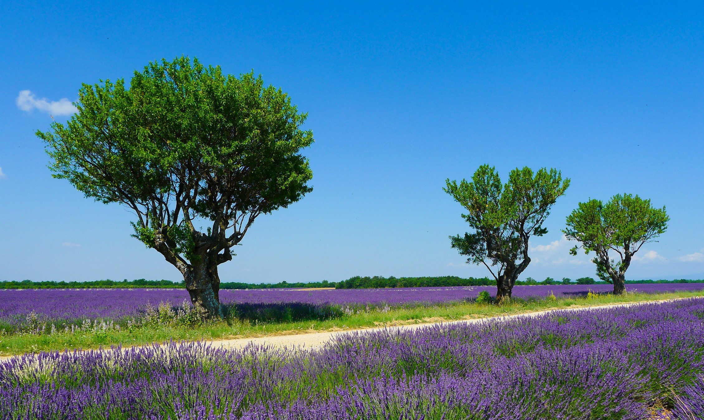 Lavender fields and trees in Valensole, France HD Wallpaper