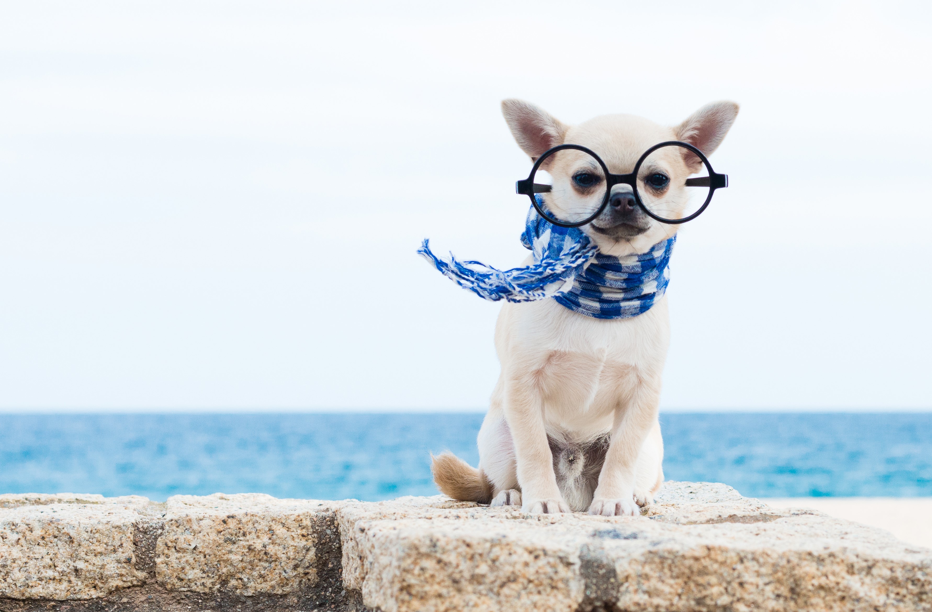 Chihuahua wearing glasses and scarf by the sea HD Wallpaper