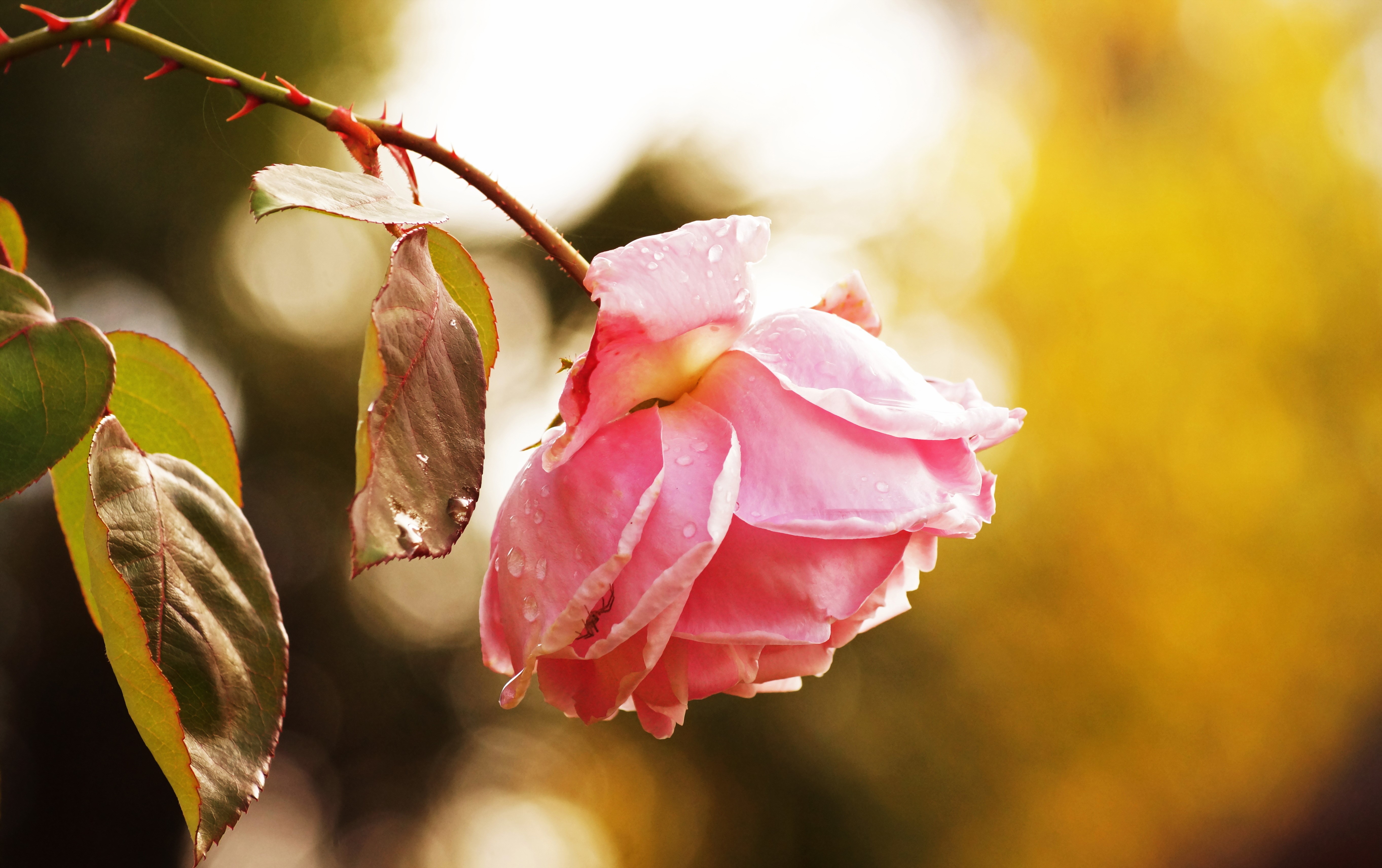 Pink rose with water droplets and thorns HD Wallpaper
