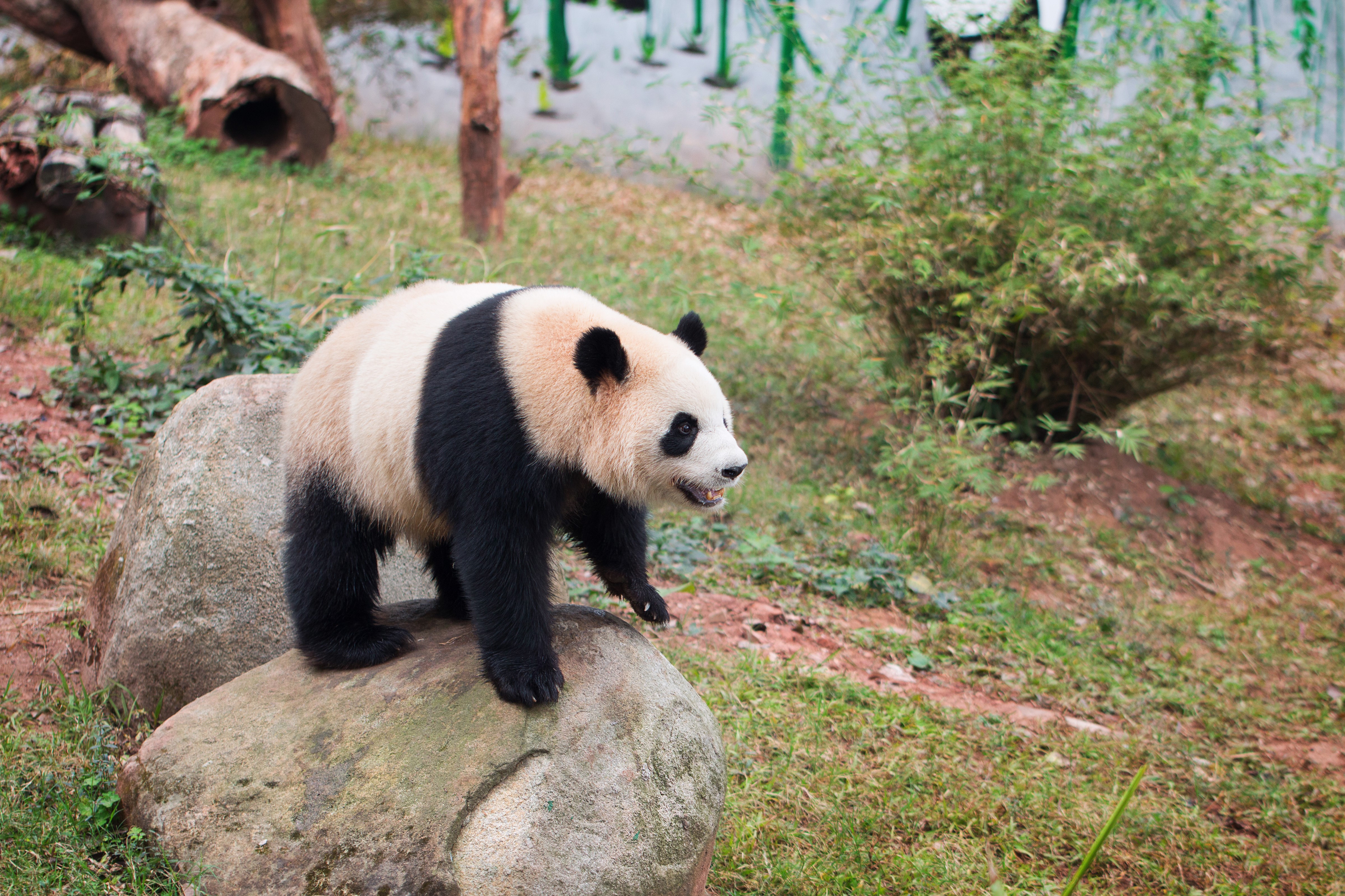 Giant Panda on Rocks HD Wallpaper