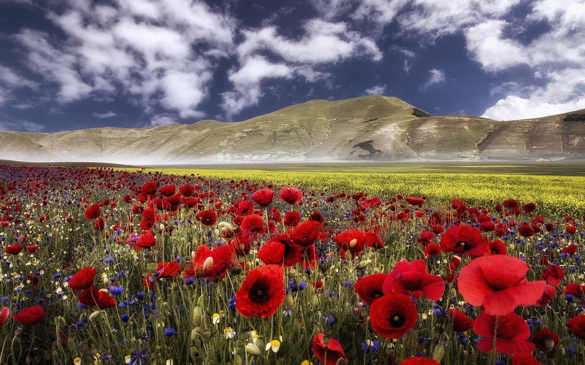 Field of red poppies and yellow flowers with mountains and clouds HD Wallpaper