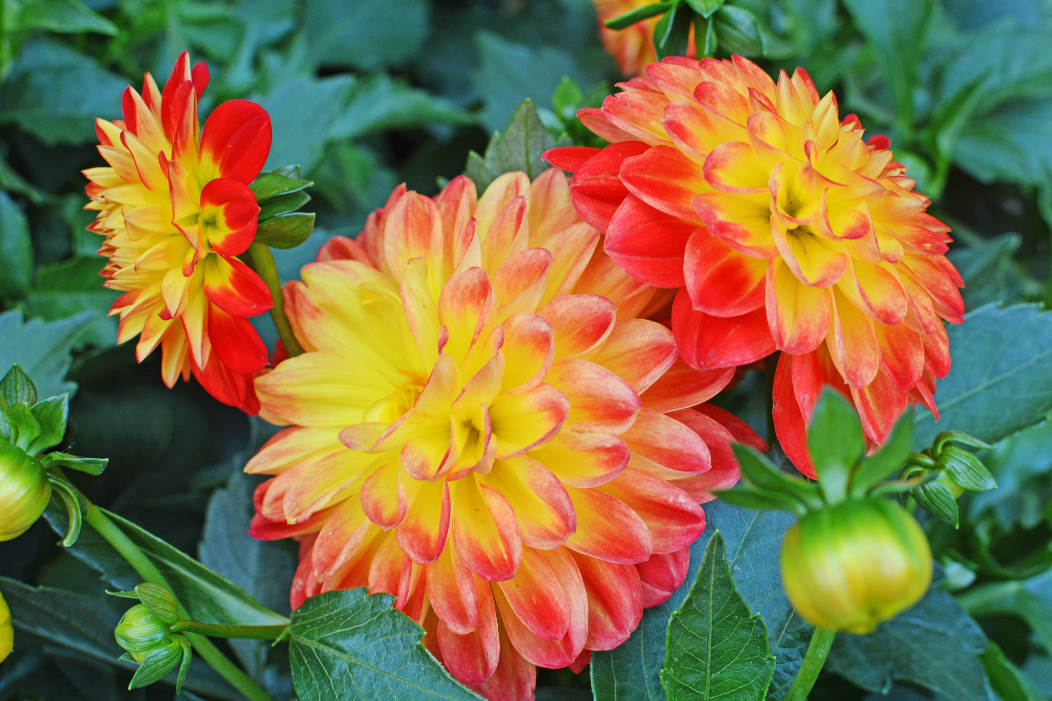 Close-up of orange and yellow Dahlias with buds HD Wallpaper