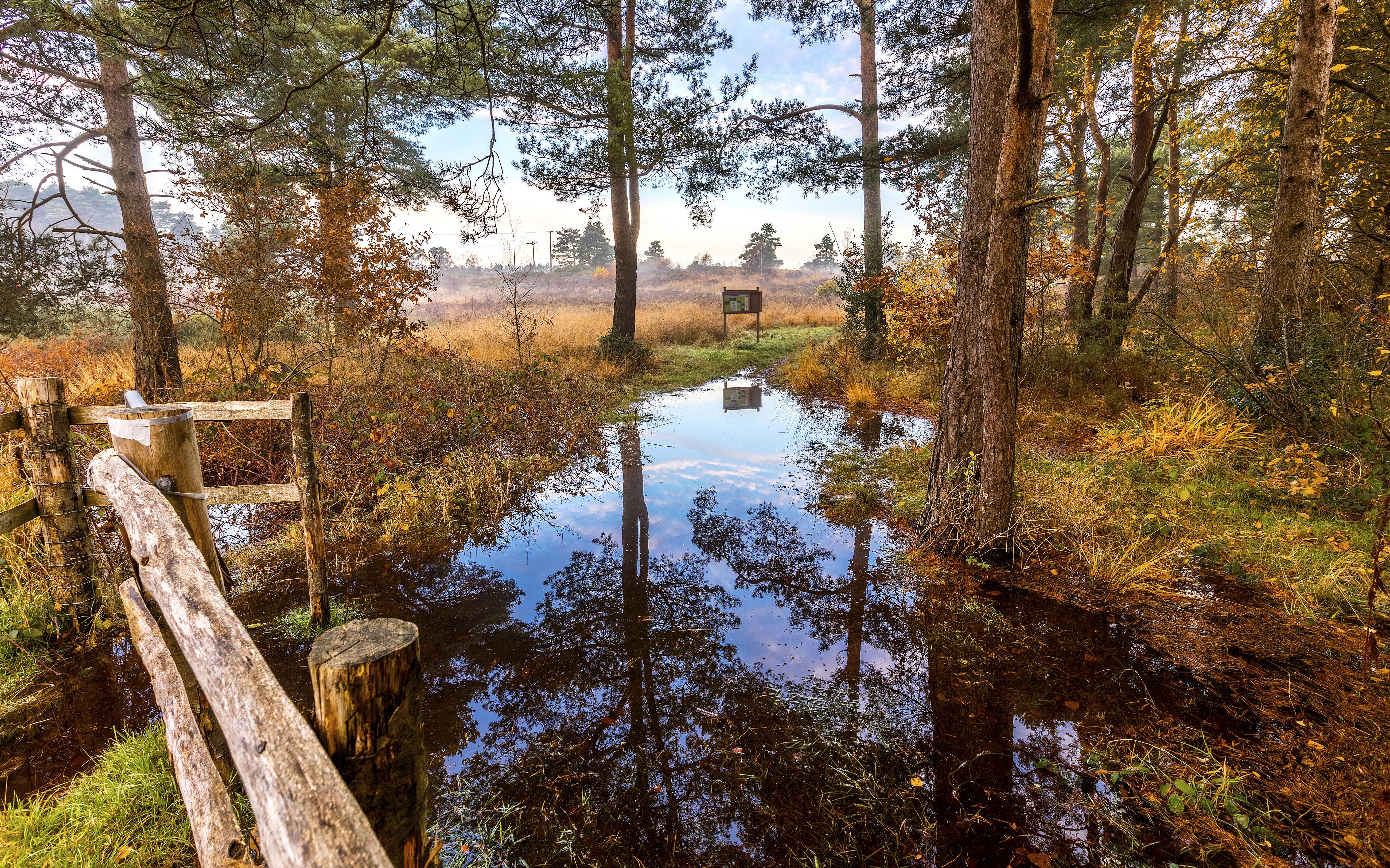 Autumn forest with flooded path and reflections HD Wallpaper