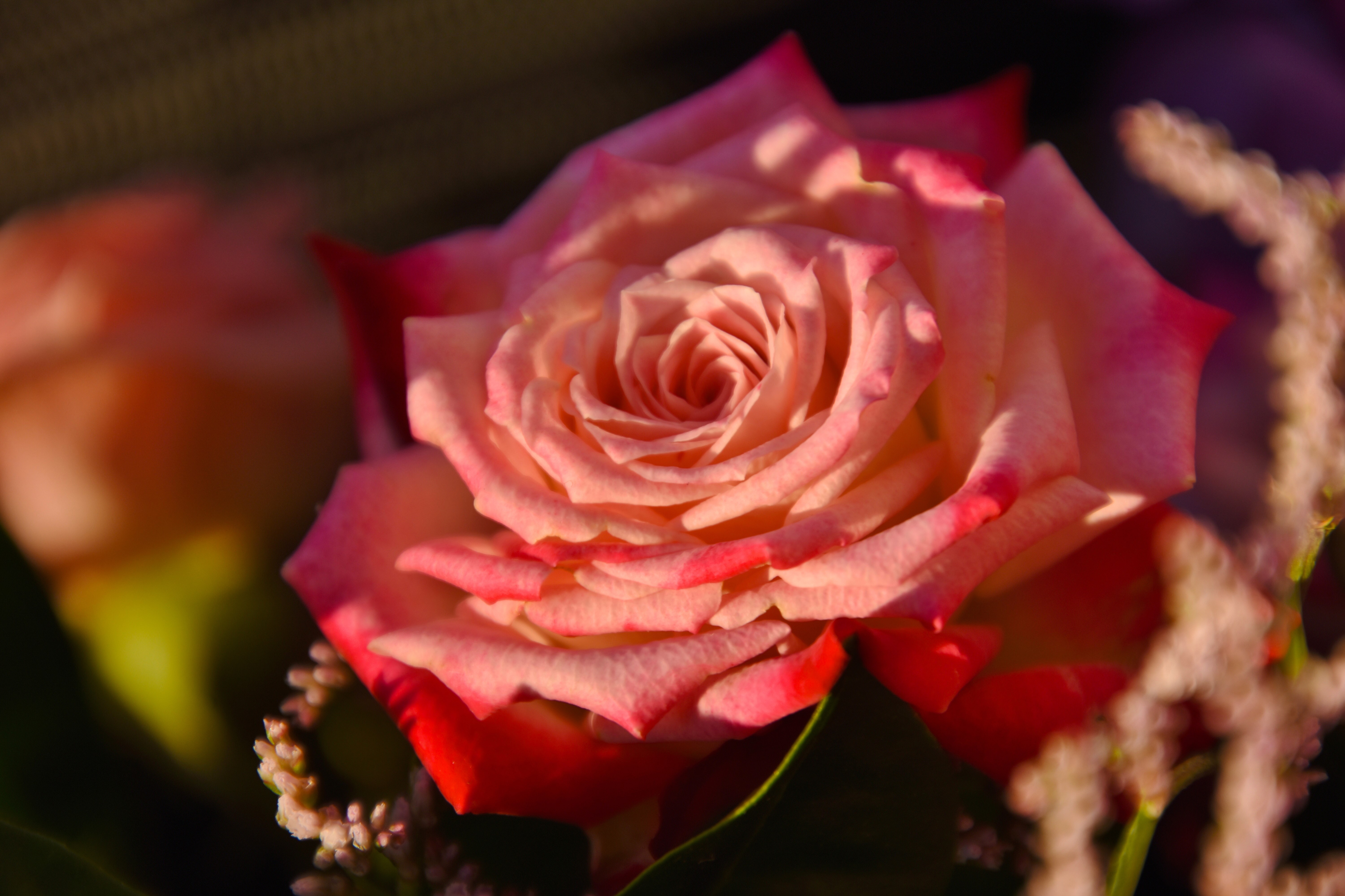 Pink rose with red edges HD Wallpaper