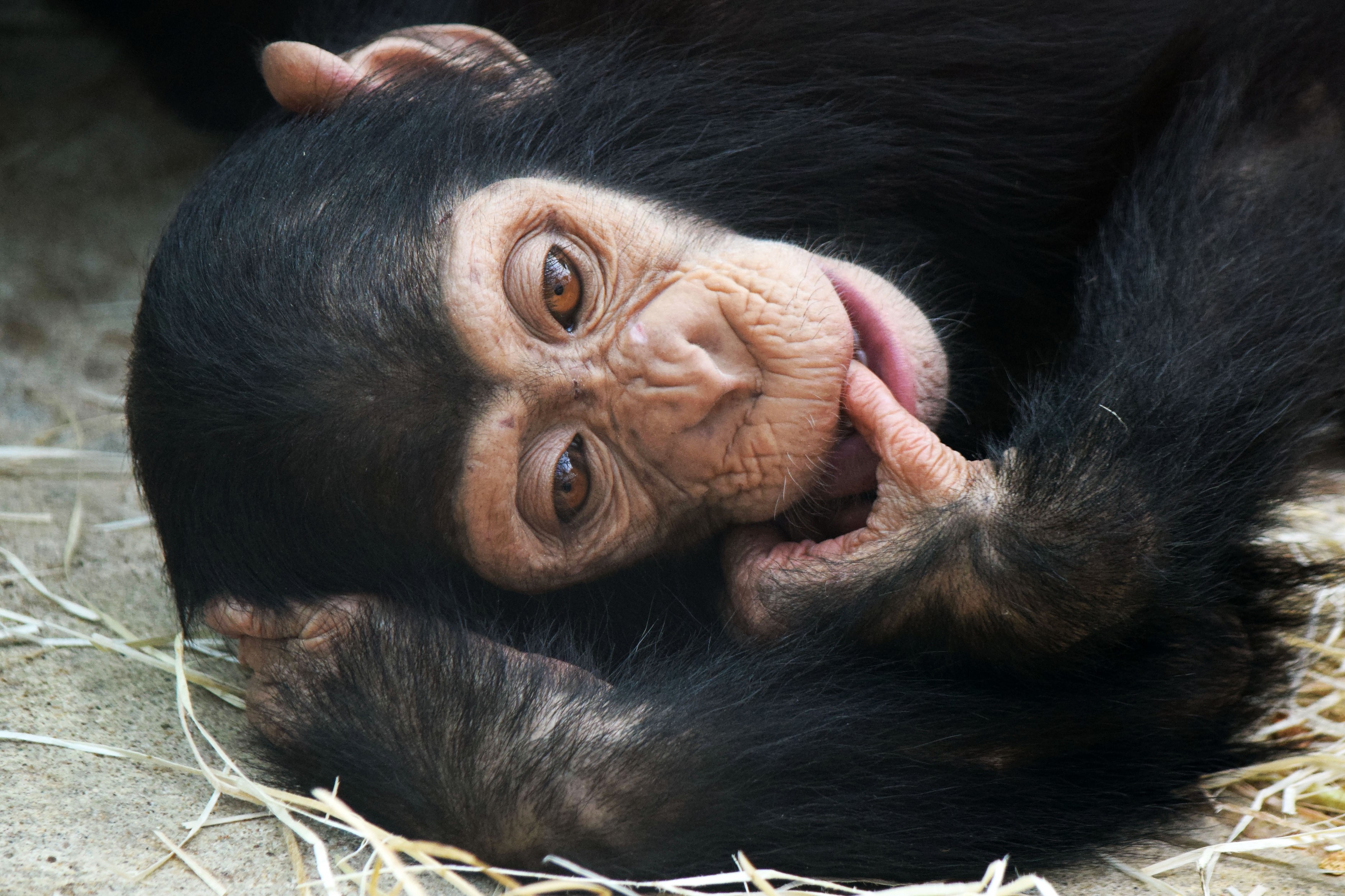 Chimpanzee baby lying on straw and dirt HD Wallpaper