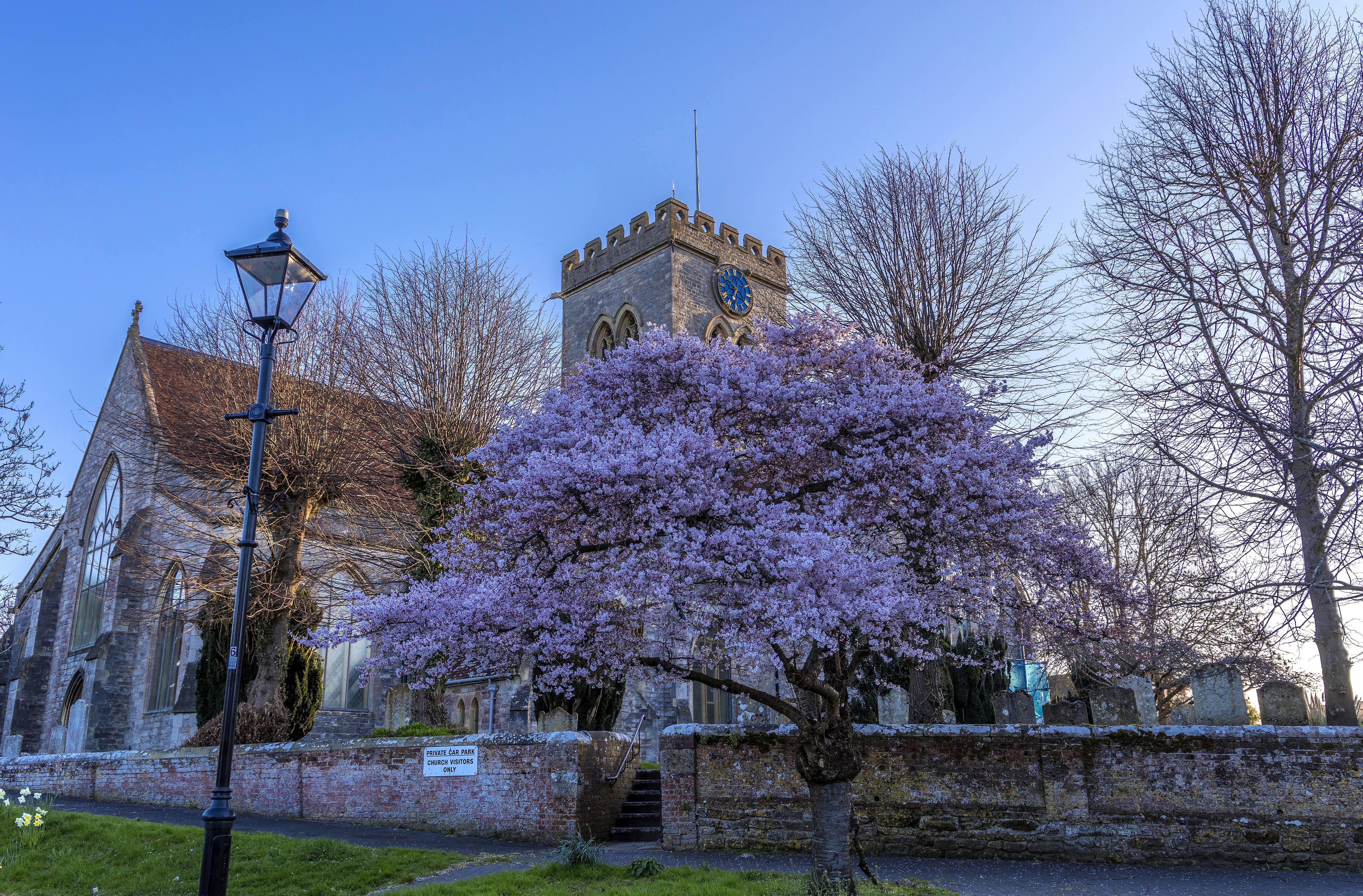 St. Paul Church Ringwood with flowering tree HD Wallpaper