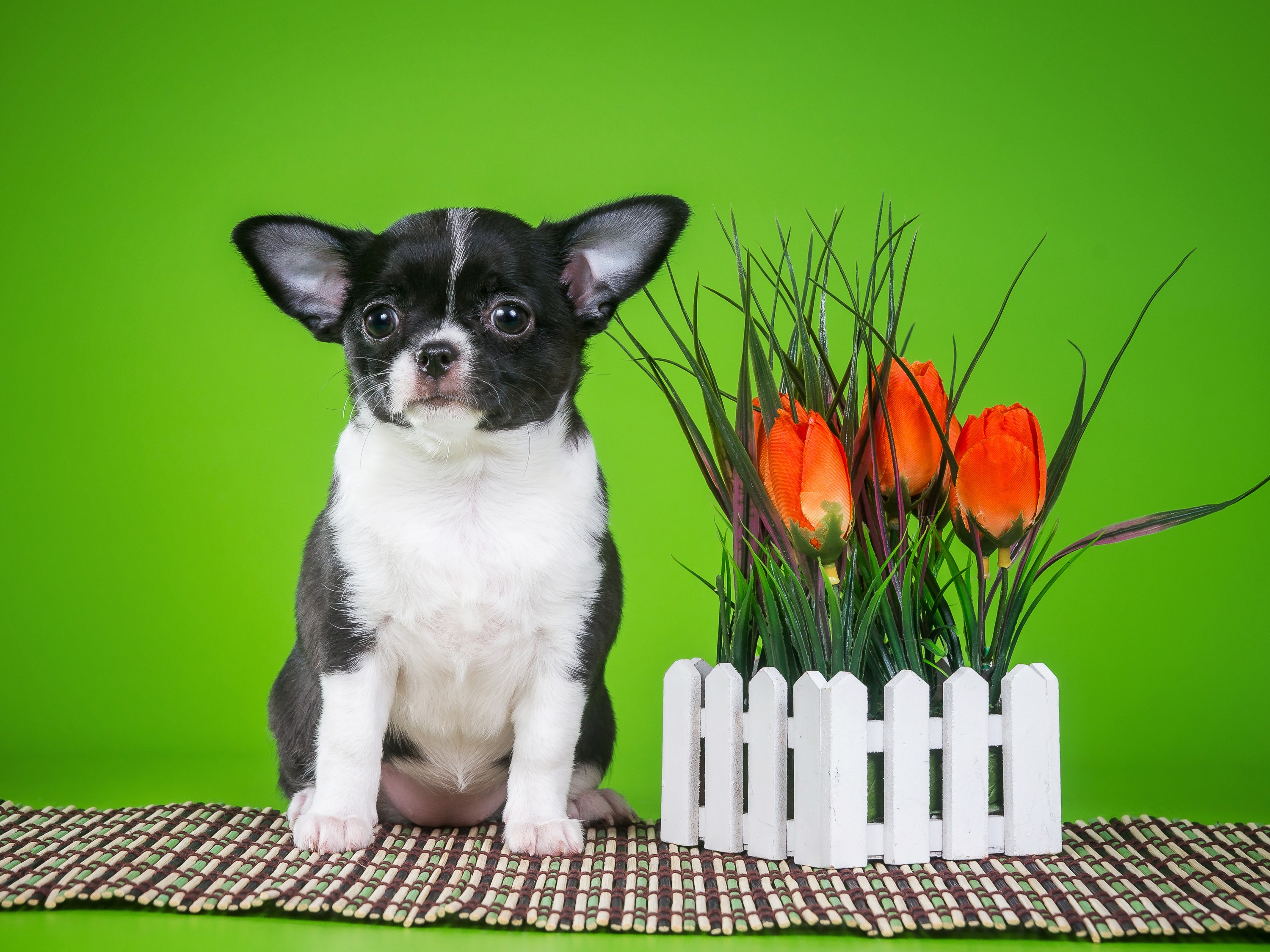 Chihuahua puppy with tulips and fence HD Wallpaper