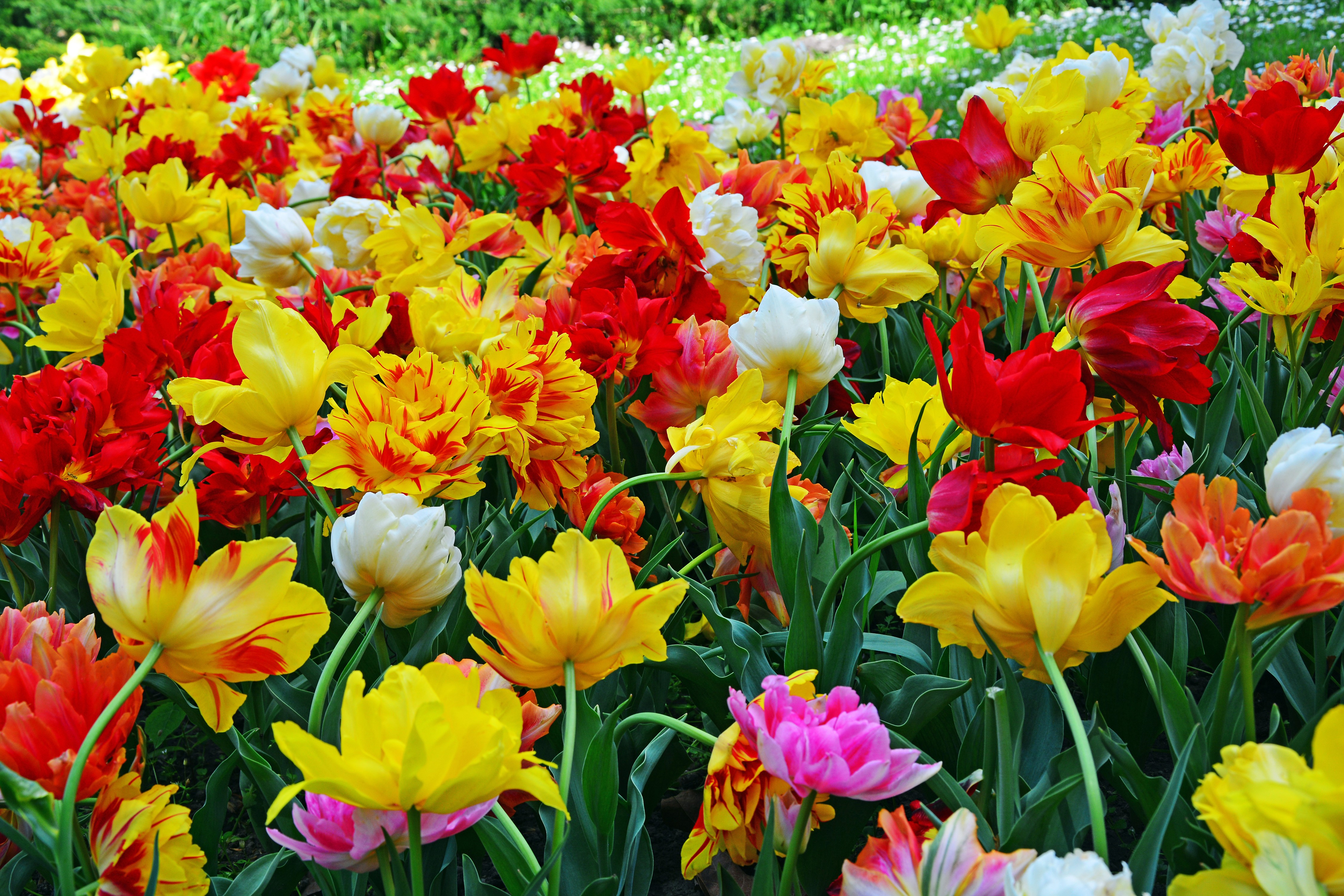4K Tulips Closeup HD Wallpaper