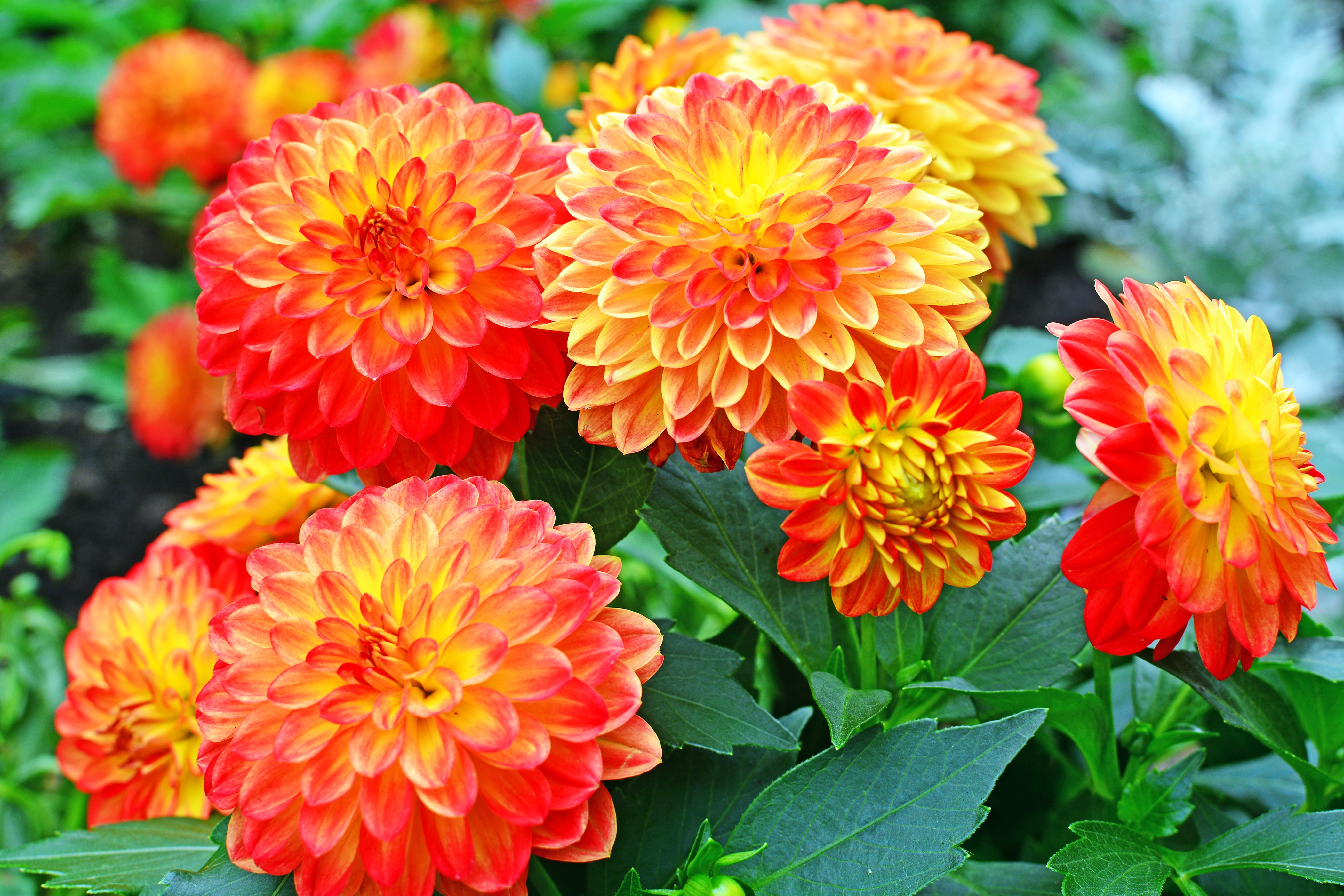 Orange and Yellow Dahlias in Bloom HD Wallpaper