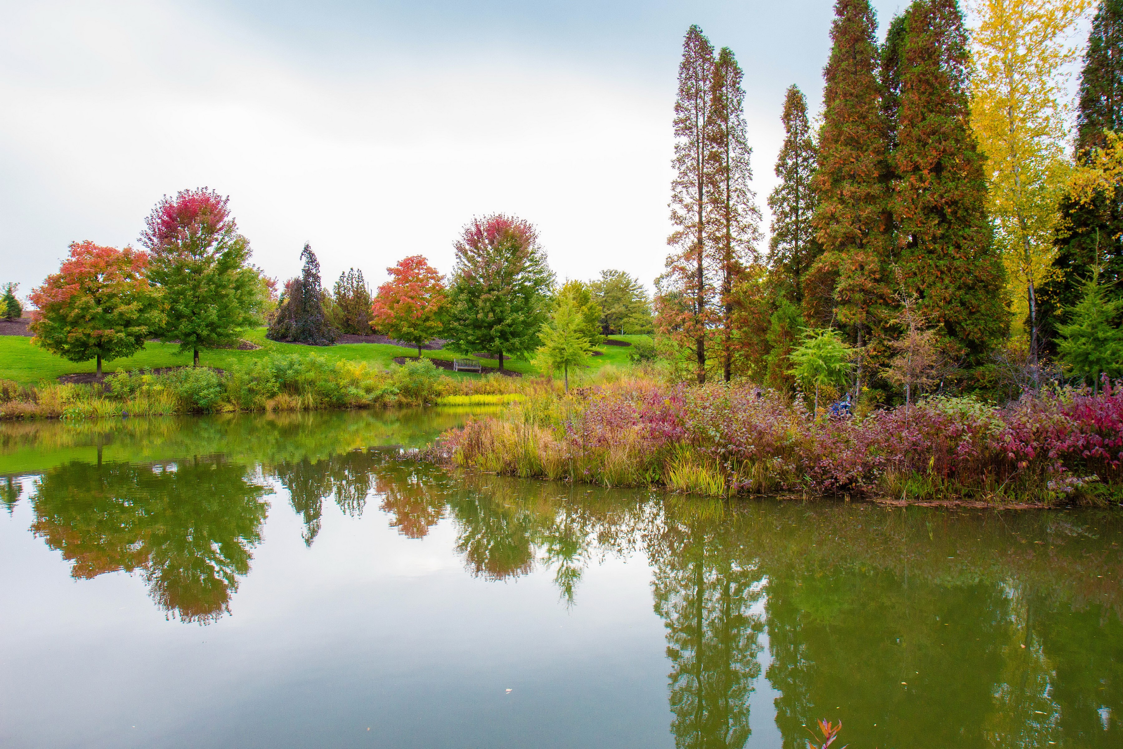 Autumn trees and shrubs reflected in a pond at a park HD Wallpaper