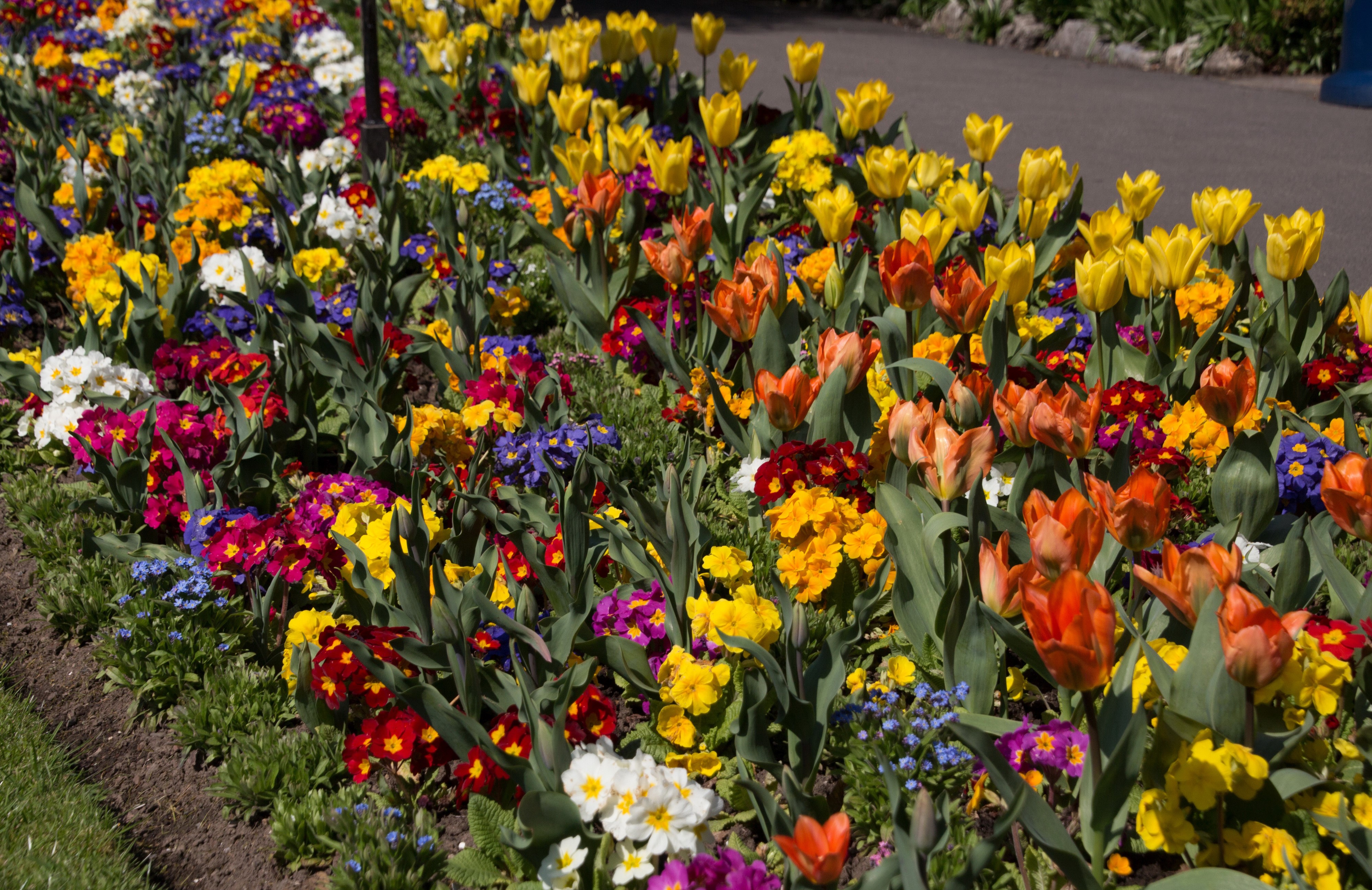 4K Tulips and Primula in Swansea Botanic Gardens HD Wallpaper