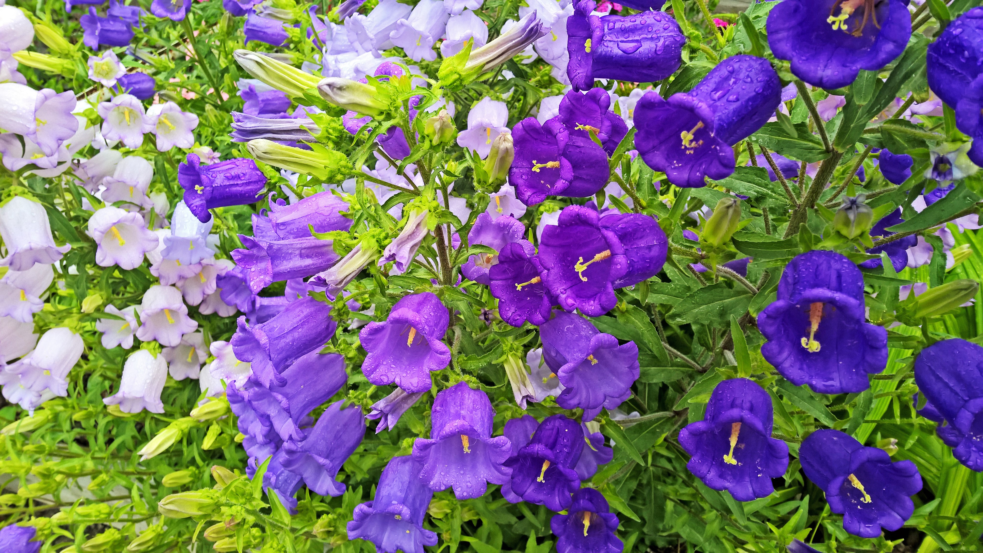 4K Campanula flowers closeup HD Wallpaper