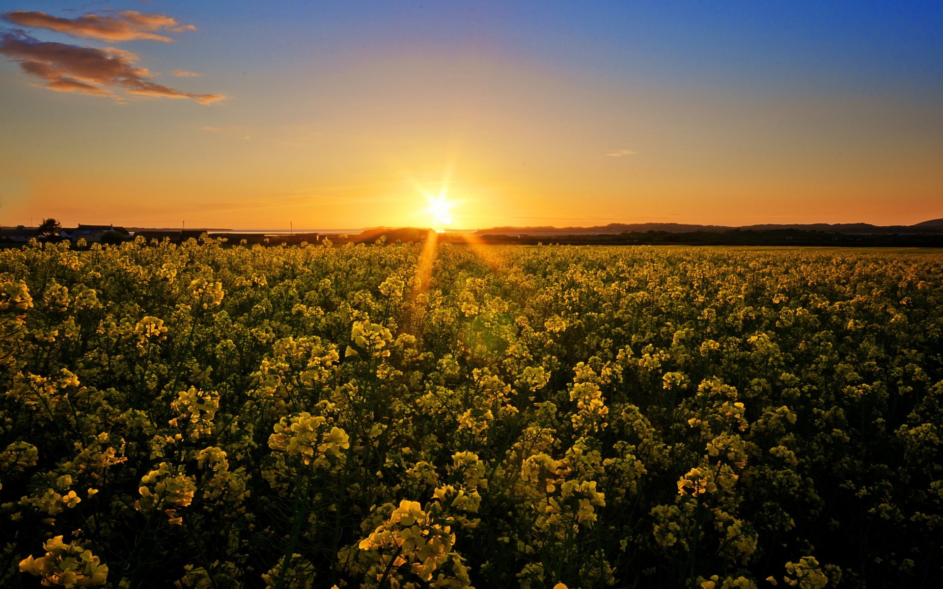 Sunset over a field of yellow flowers HD Wallpaper