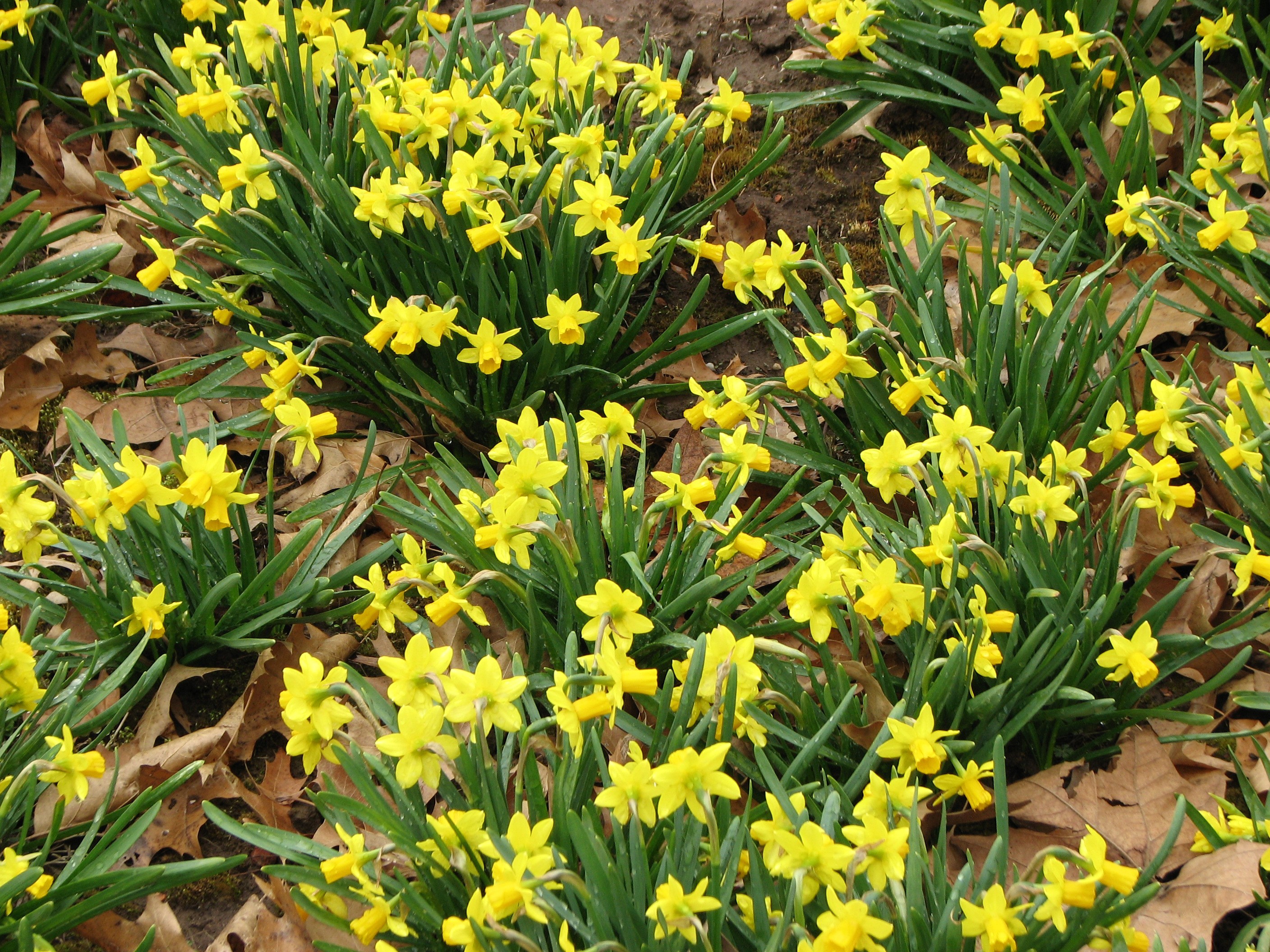 A field of yellow daffodils in bloom HD Wallpaper