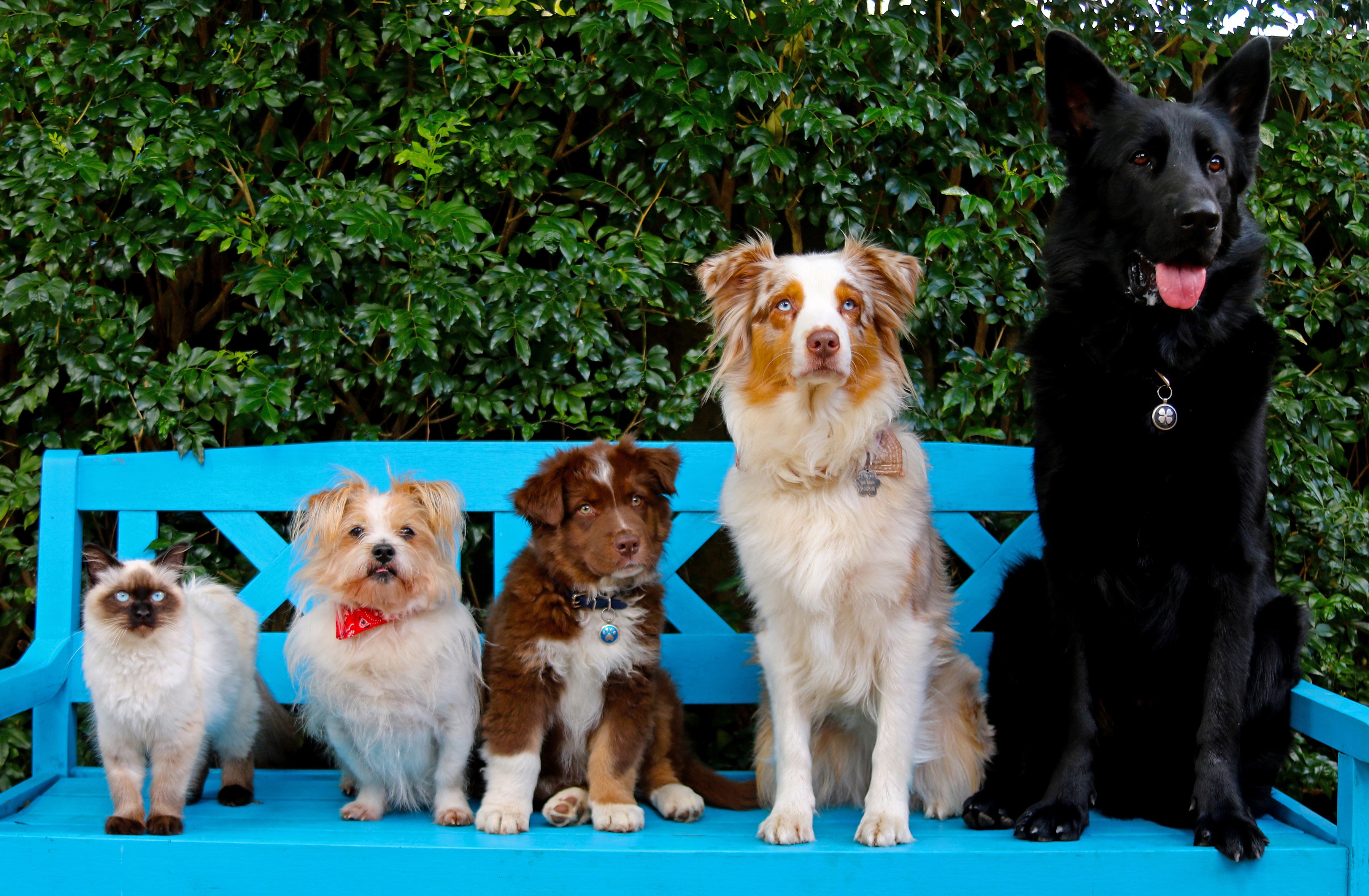 Five dogs and a cat on a blue bench HD Wallpaper