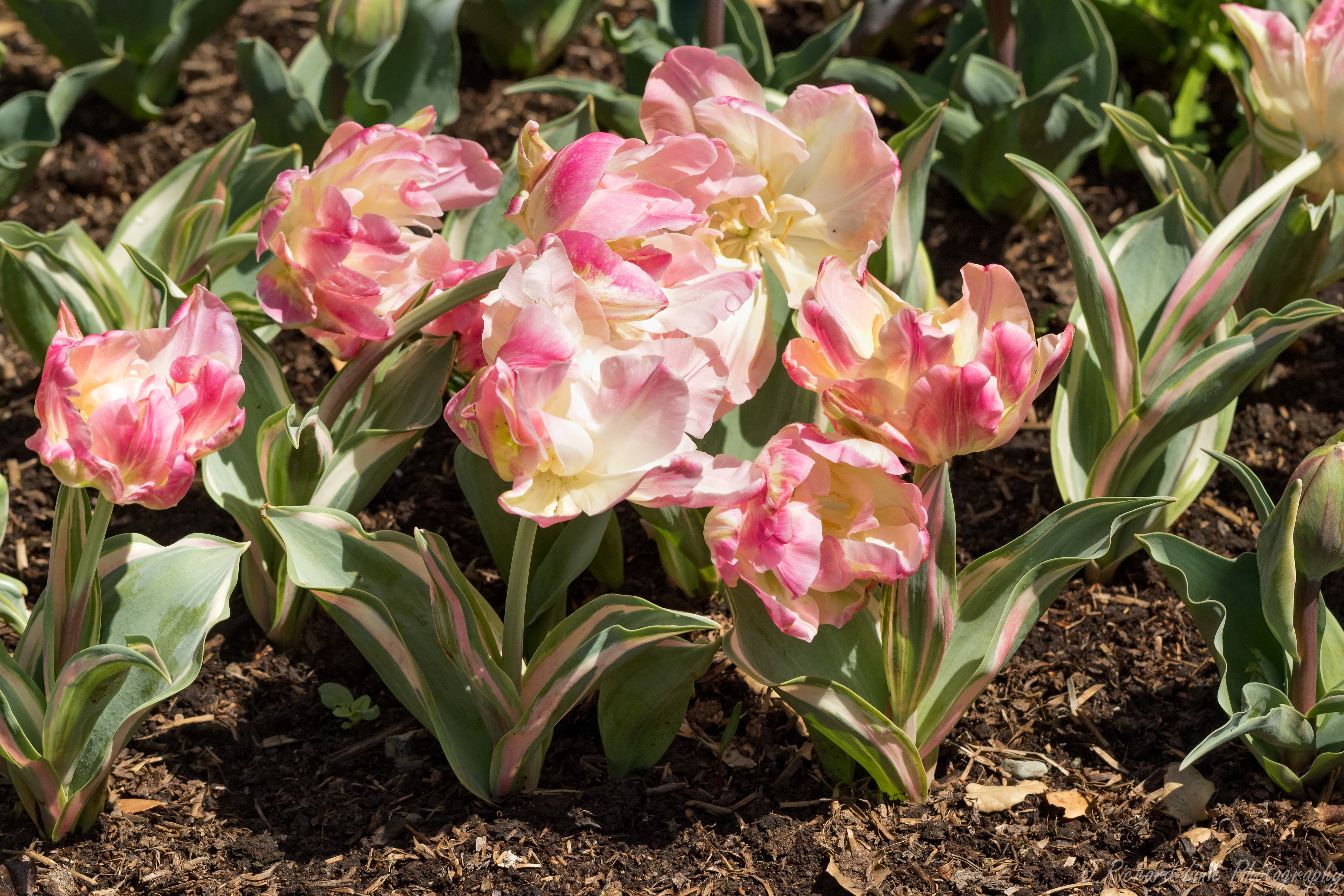 4K Tulips Closeup Soil HD Wallpaper