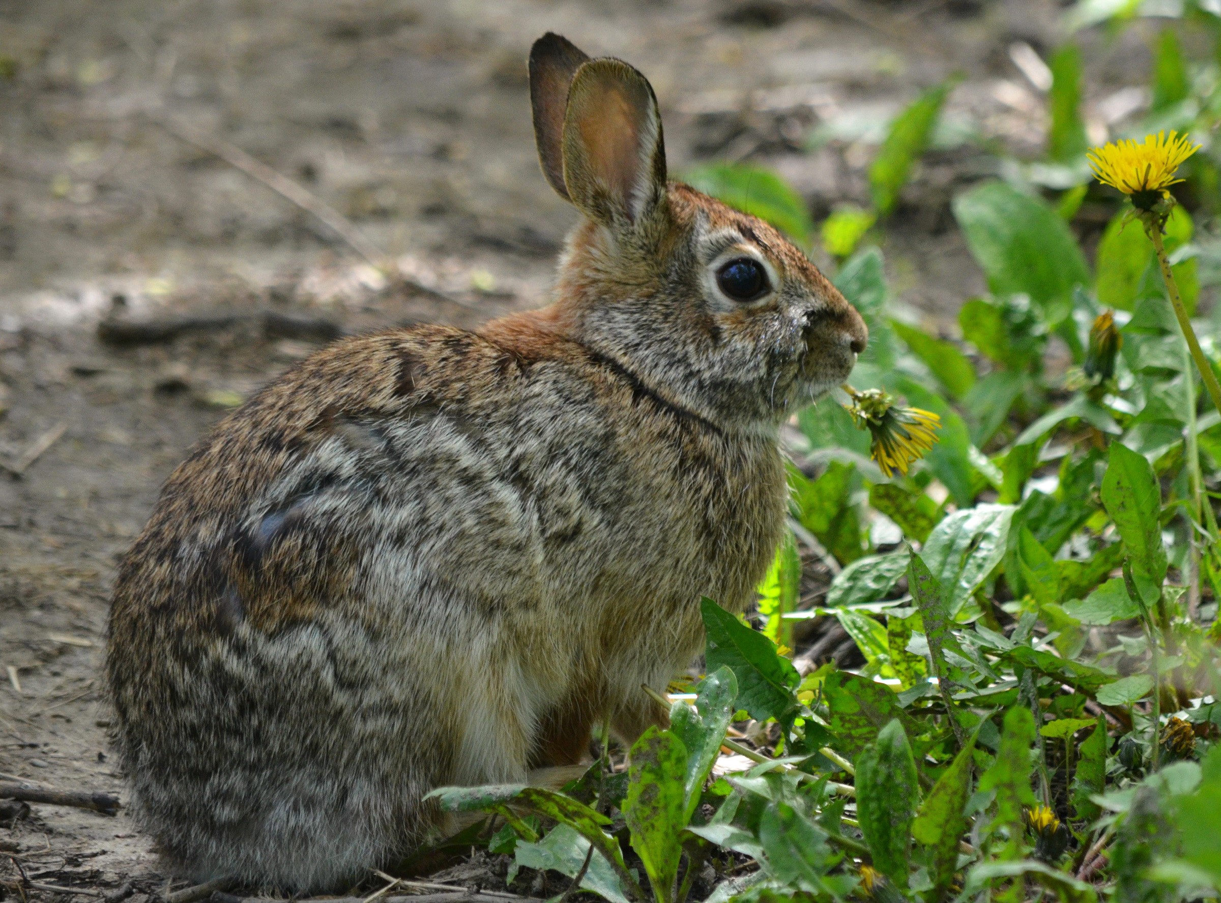 A rabbit eats a dandelion in the grass HD Wallpaper