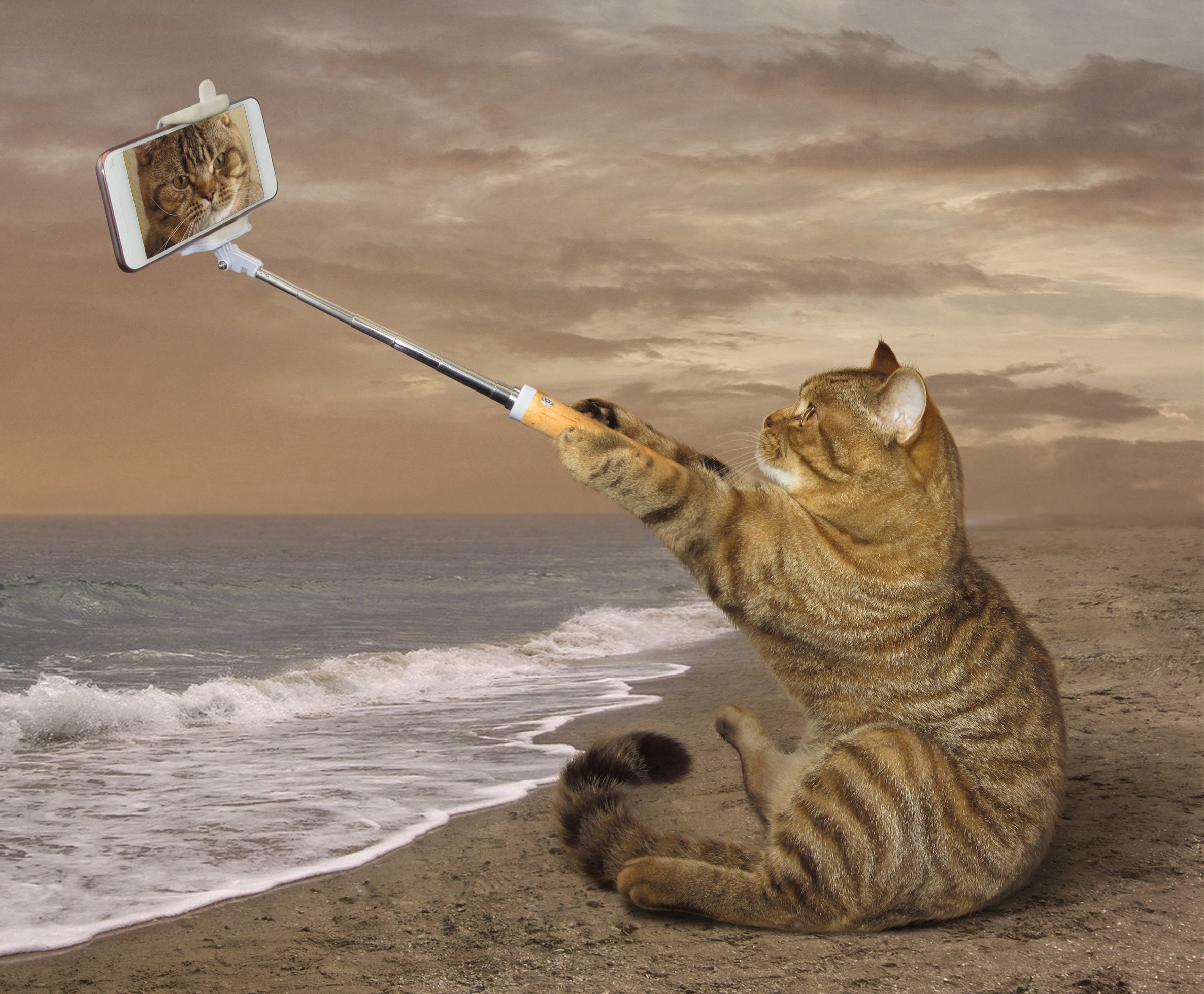 Cat taking a selfie on the beach HD Wallpaper