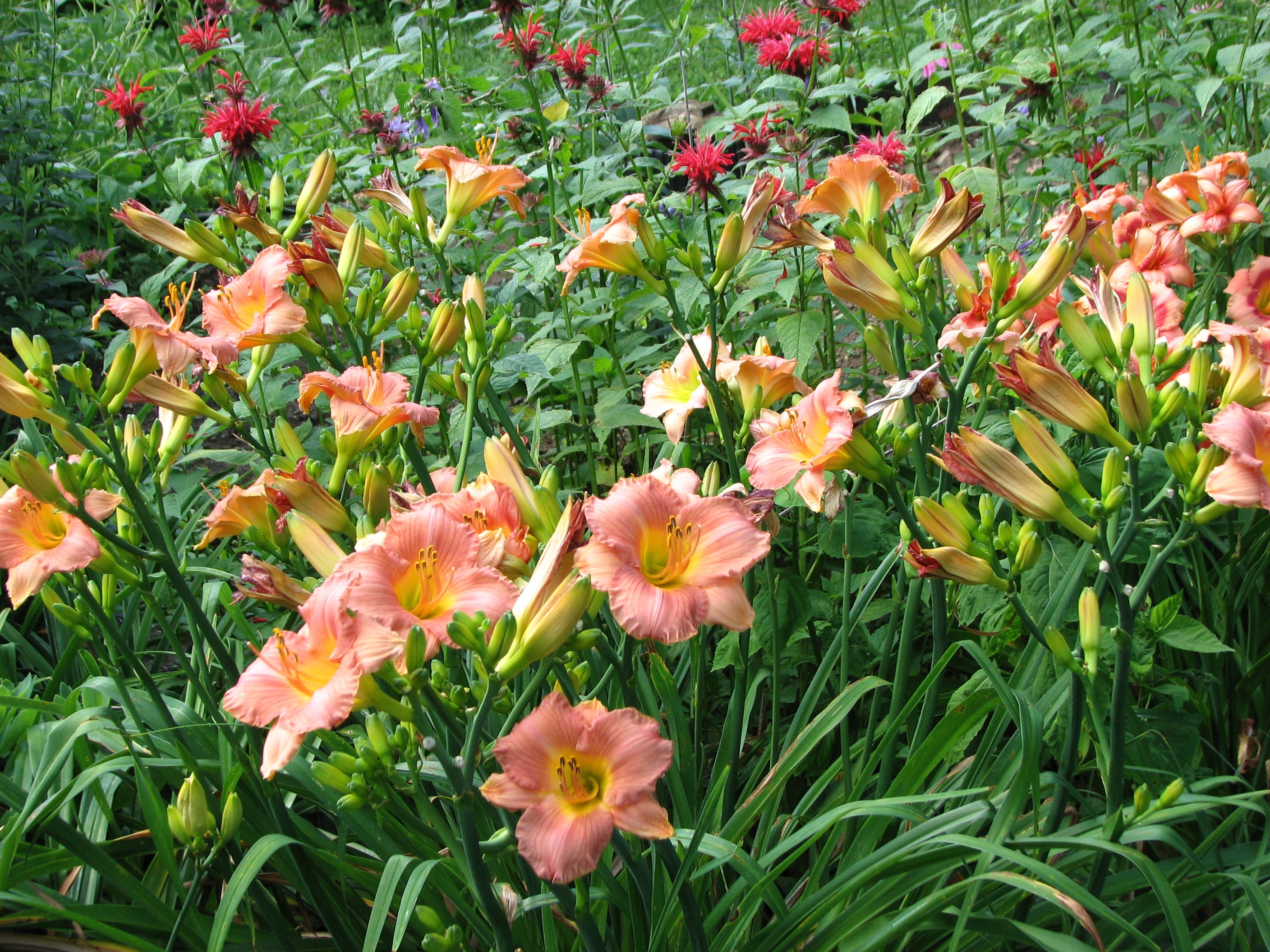 Peach Daylilies and Red Bee Balm Flowers HD Wallpaper