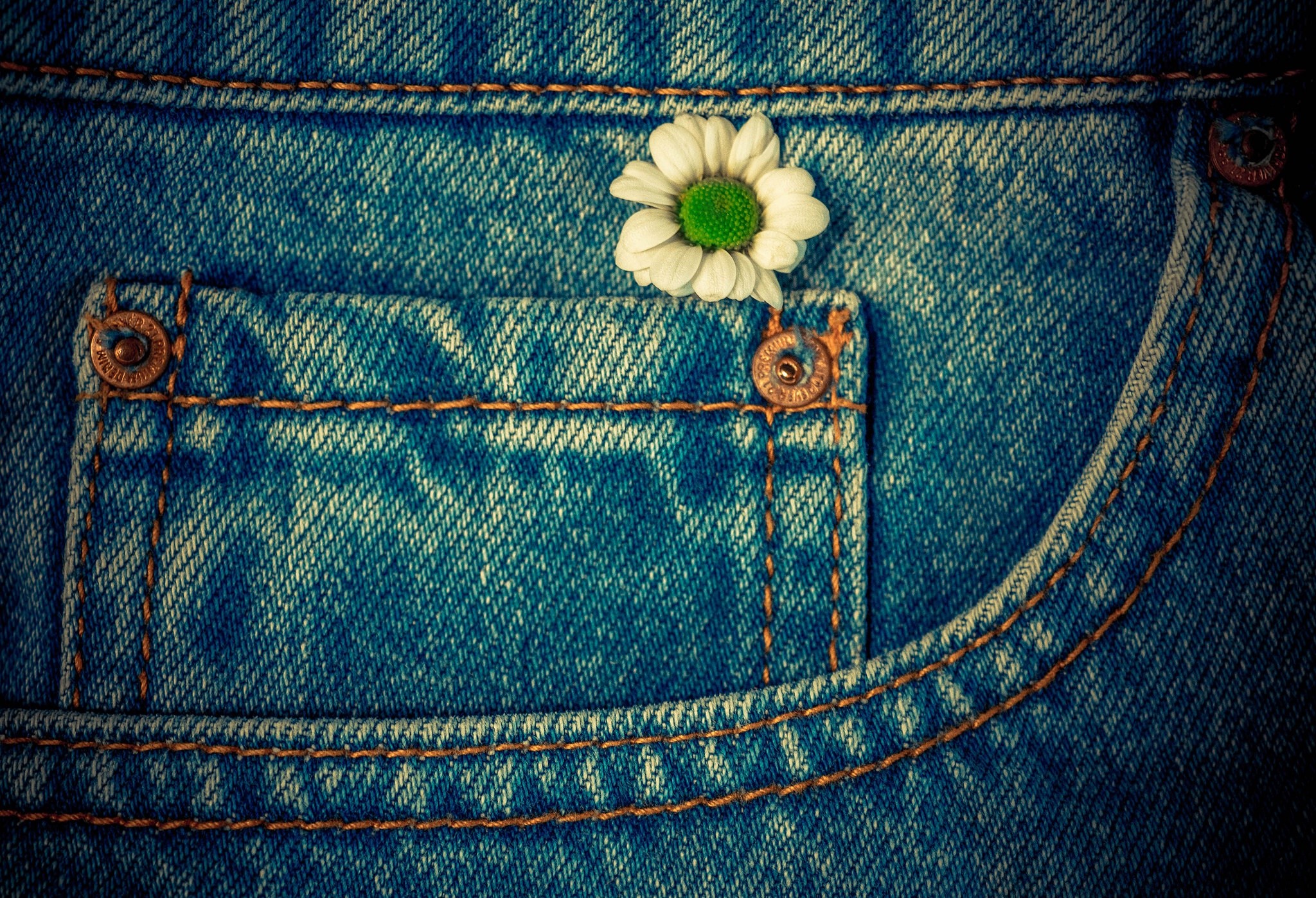 Daisy flower on blue denim jeans pocket HD Wallpaper