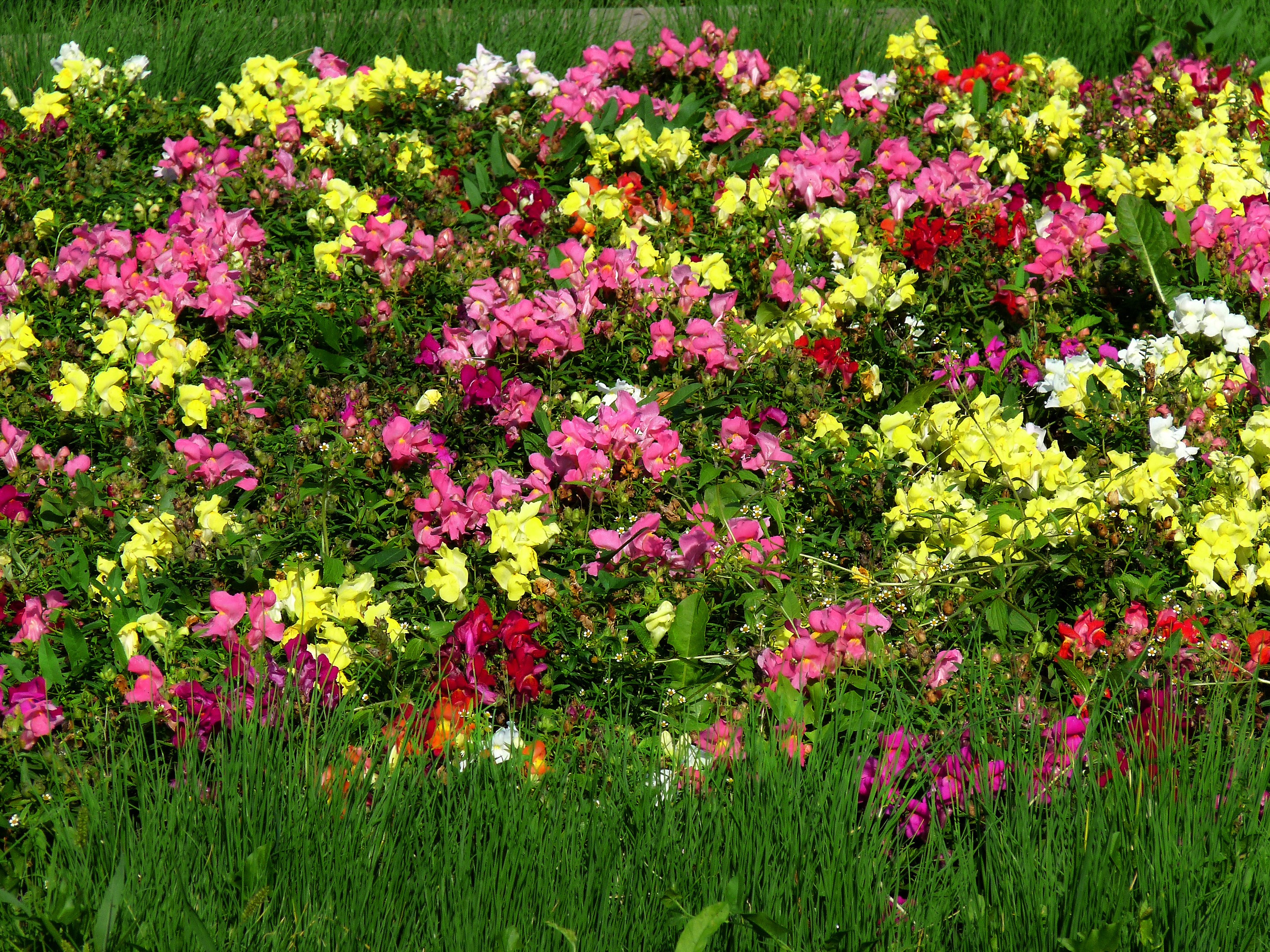 Snapdragons and grass in a garden bed HD Wallpaper
