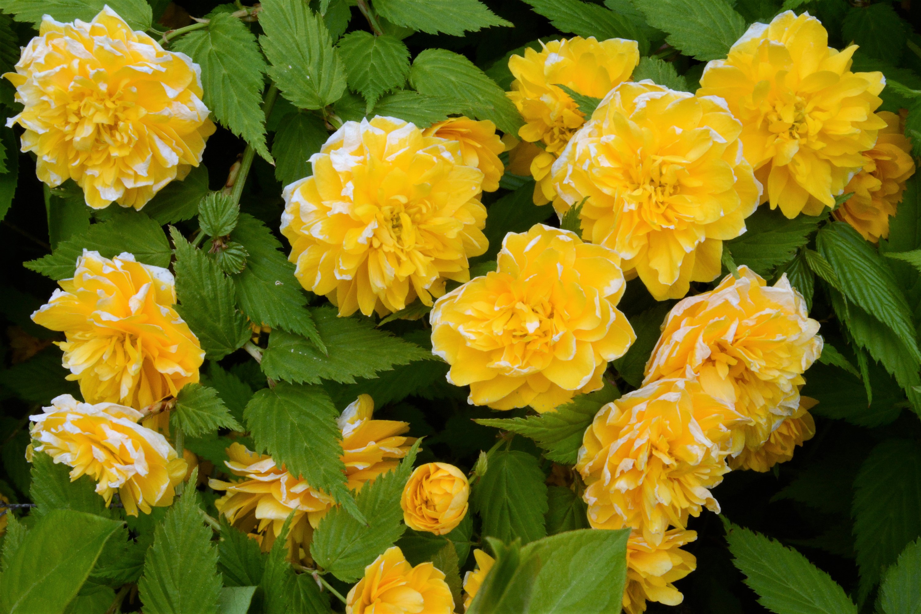 Yellow Kerria Japonica flowers with green foliage HD Wallpaper