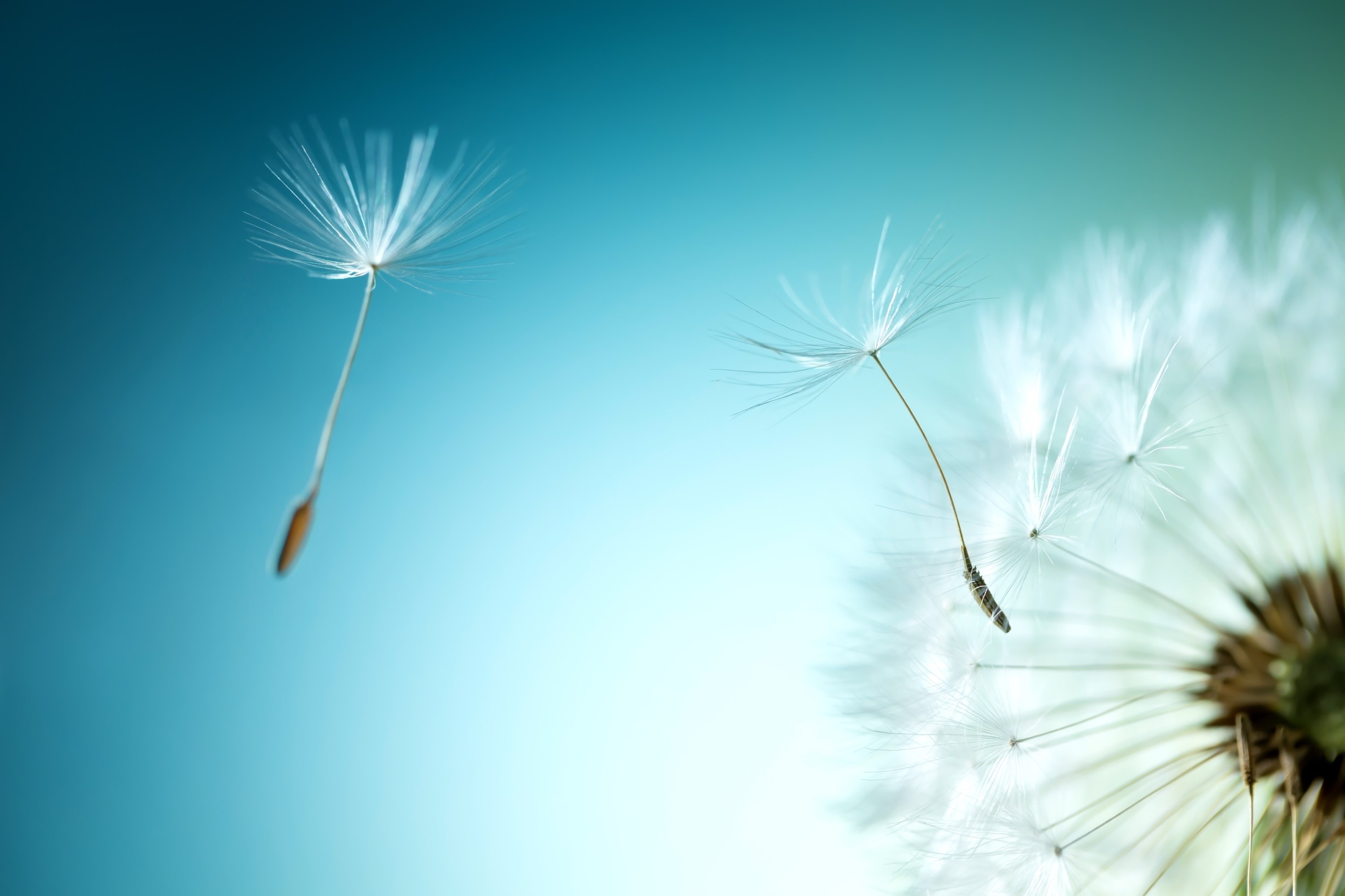 Dandelion seeds flying in the wind HD Wallpaper