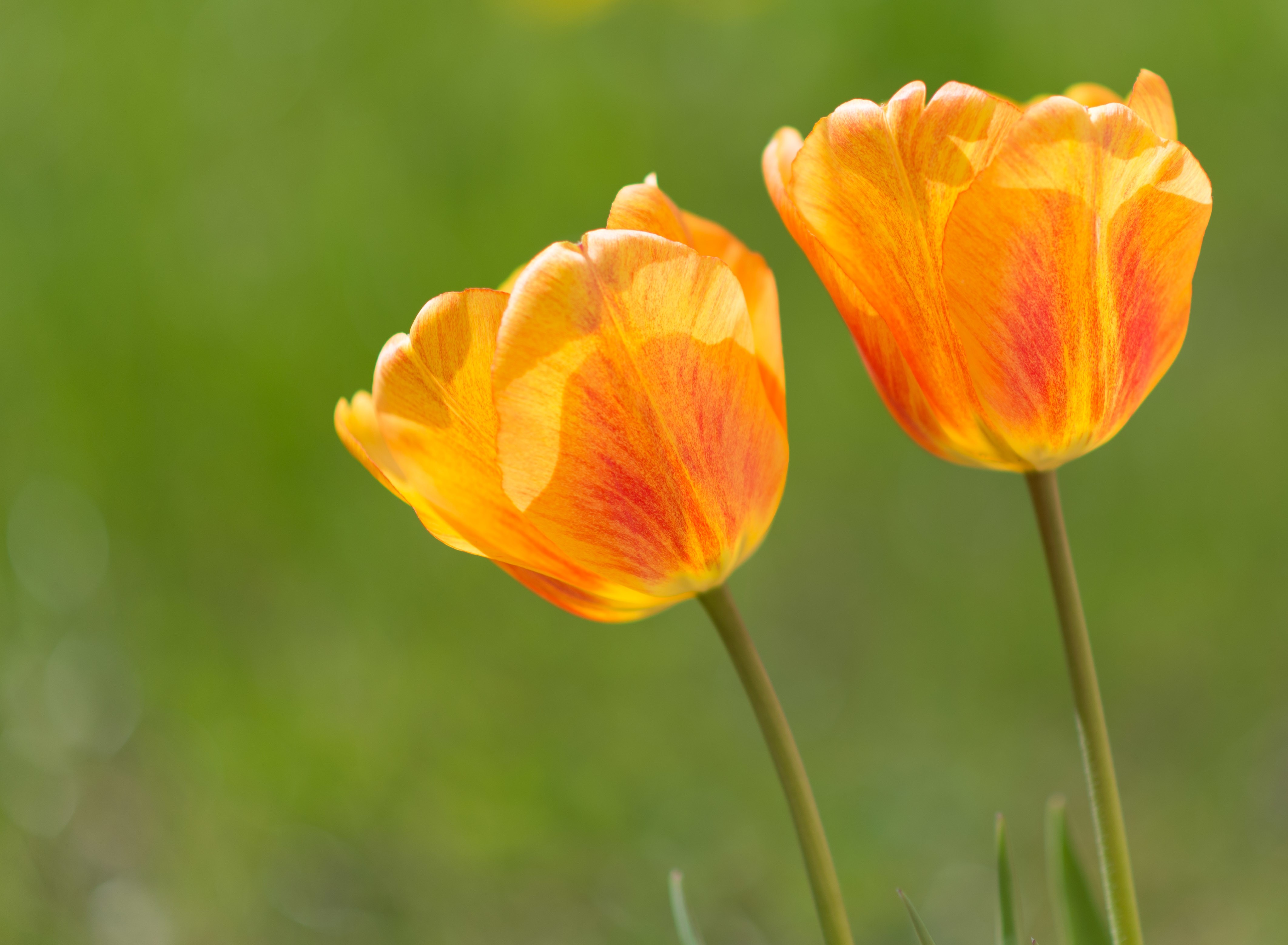 Two orange and yellow tulips in a field HD Wallpaper