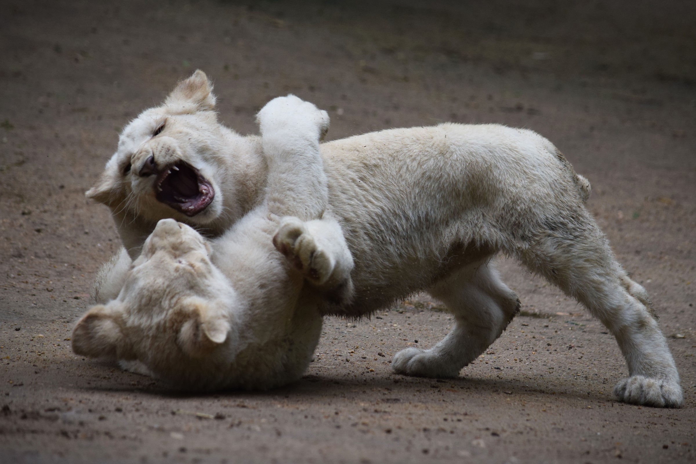 Two white lion cubs playing HD Wallpaper