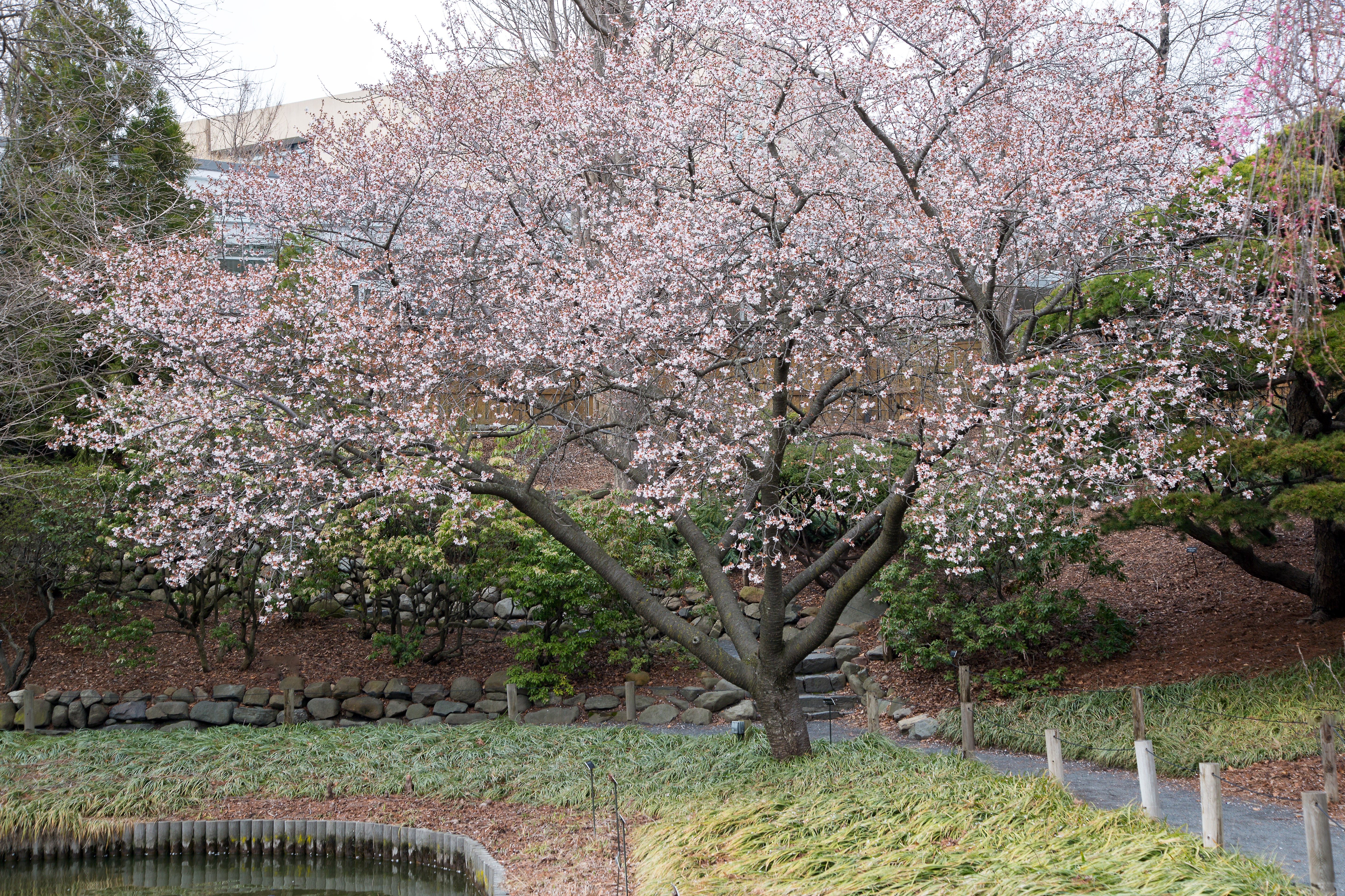 Flowering Cherry Tree at Brooklyn Botanic Garden HD Wallpaper