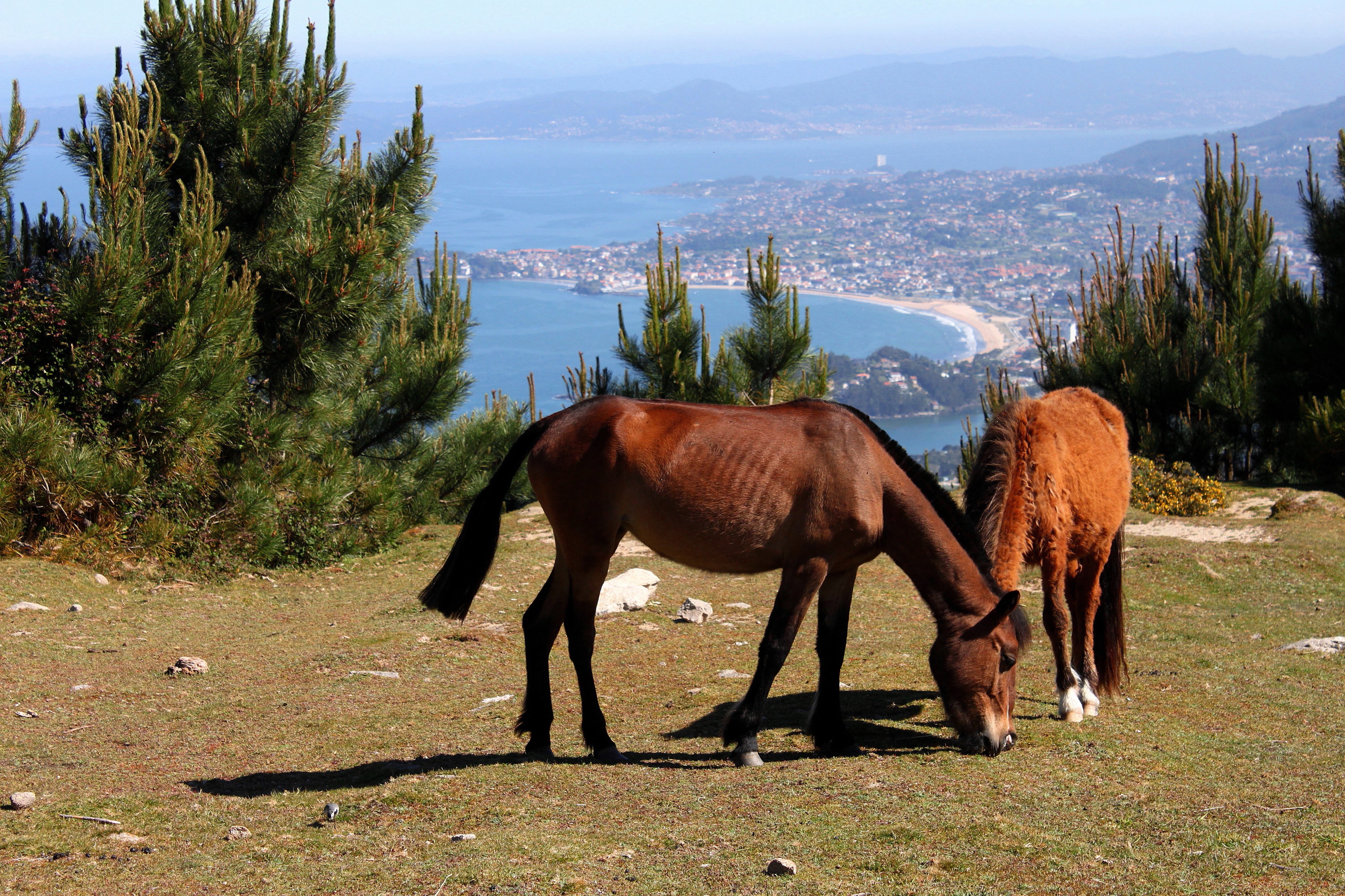 Two horses grazing on a grassy hill overlooking a coastal city HD Wallpaper