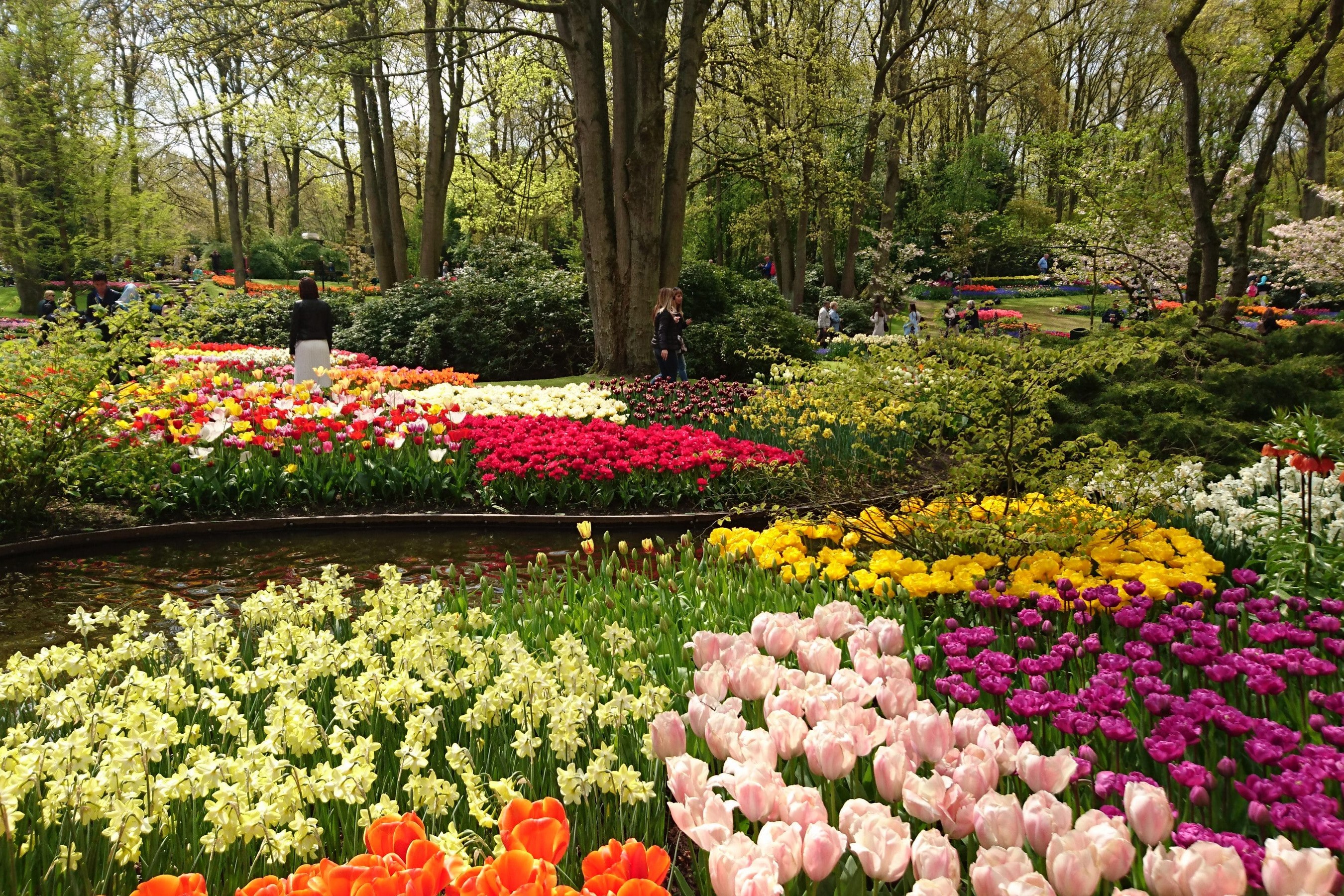 Keukenhof Gardens in the Netherlands with Tulips and Daffodils HD Wallpaper
