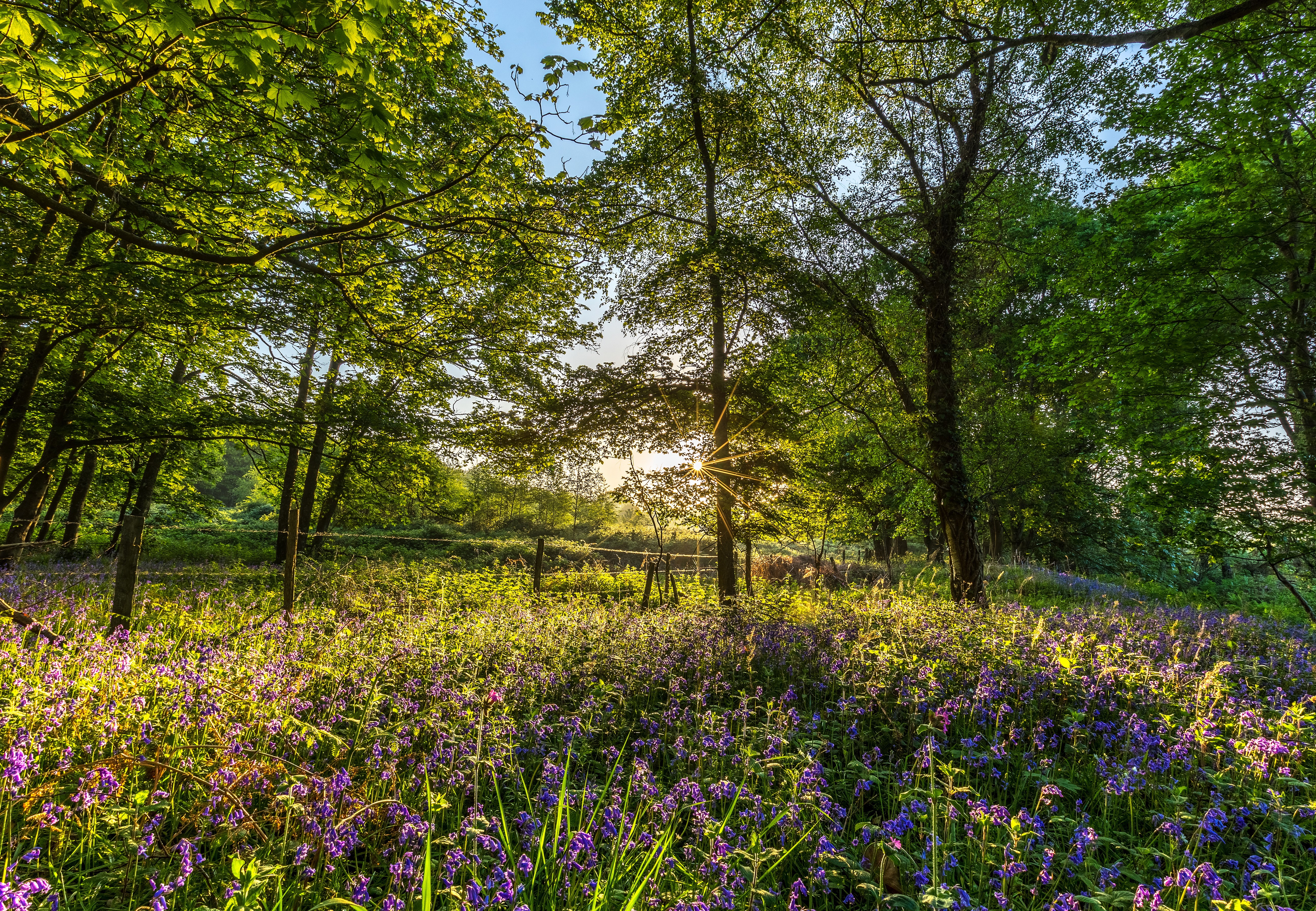 Sunlight Through Trees in Bluebell Wood, Rockford, England HD Wallpaper
