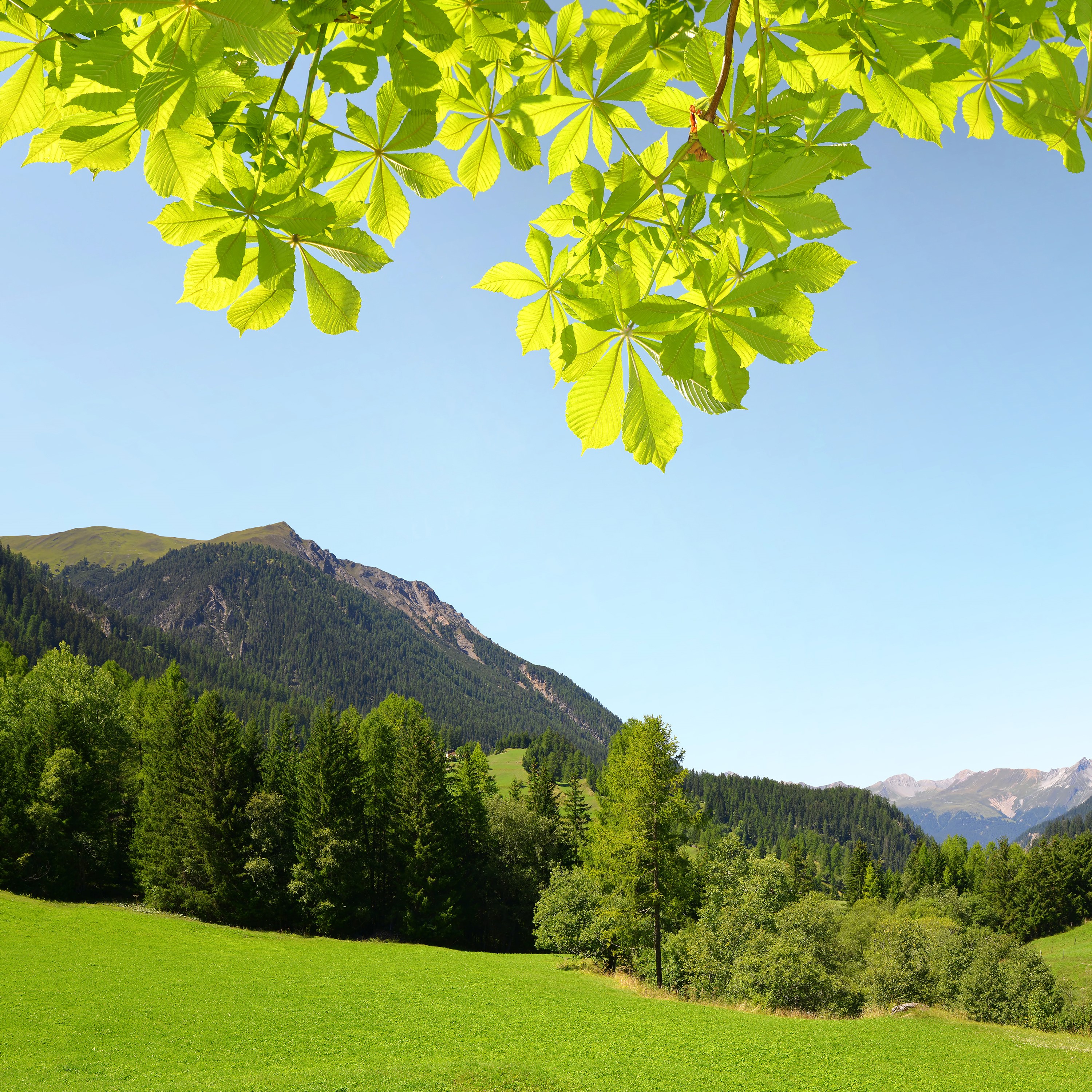Green meadow with trees and mountains under a clear blue sky HD Wallpaper