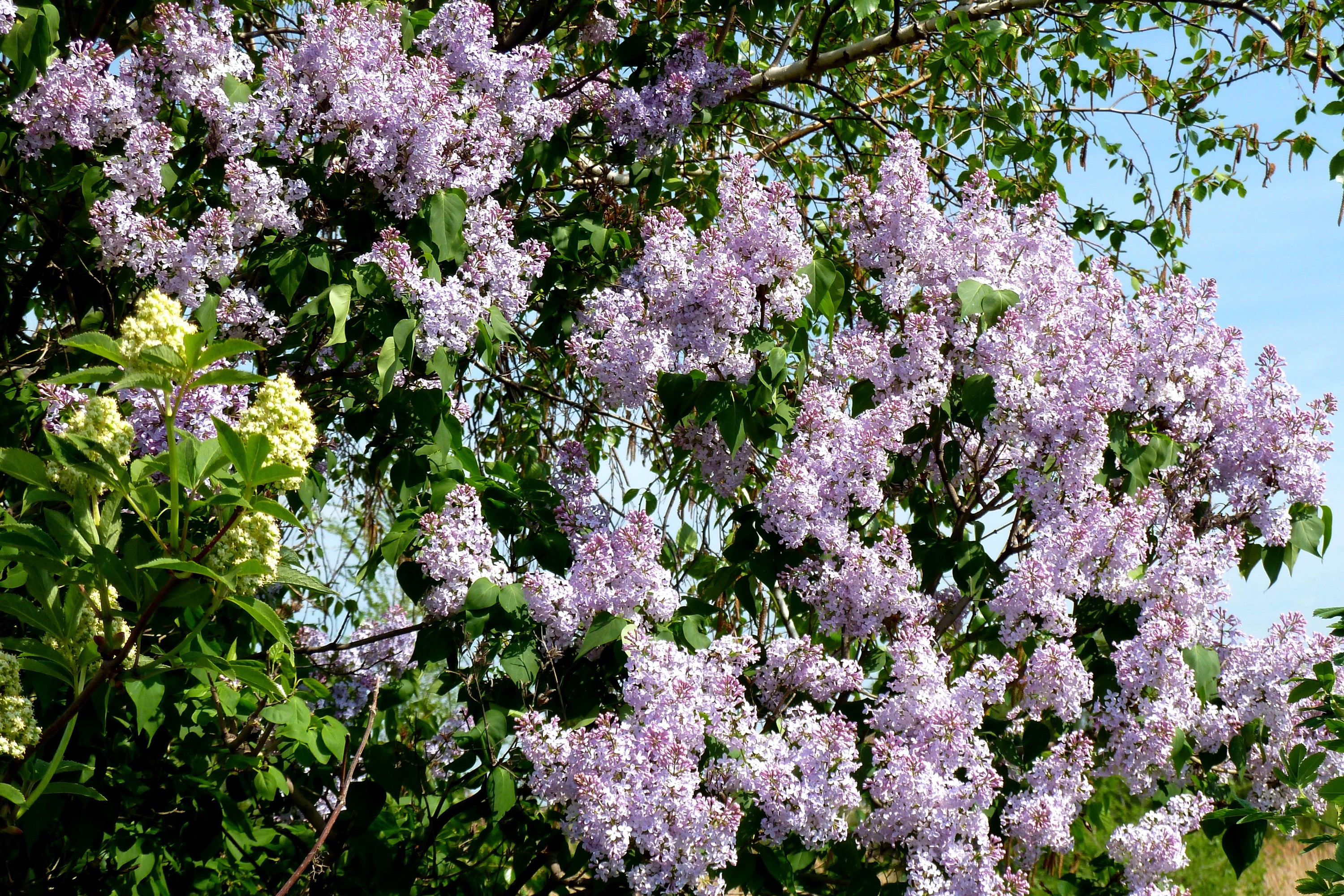 Lilac branches with green leaves and blue sky HD Wallpaper