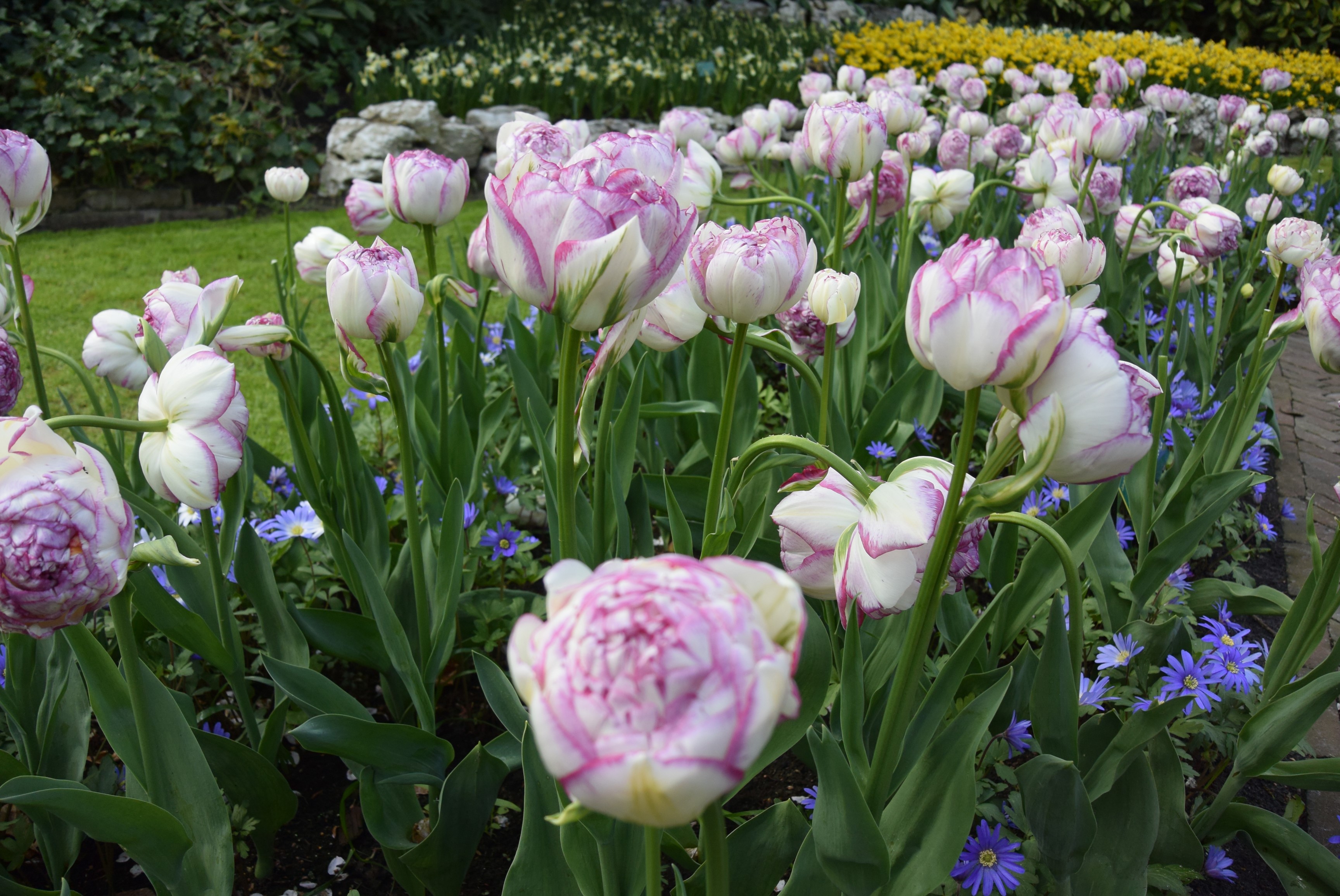 Pink and white tulips at Keukenhof Gardens, Netherlands HD Wallpaper