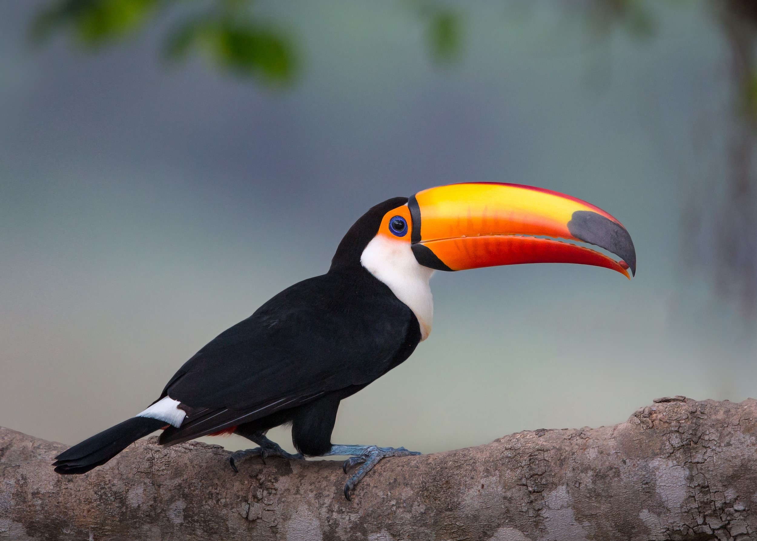 Toco Toucan perched on a branch HD Wallpaper