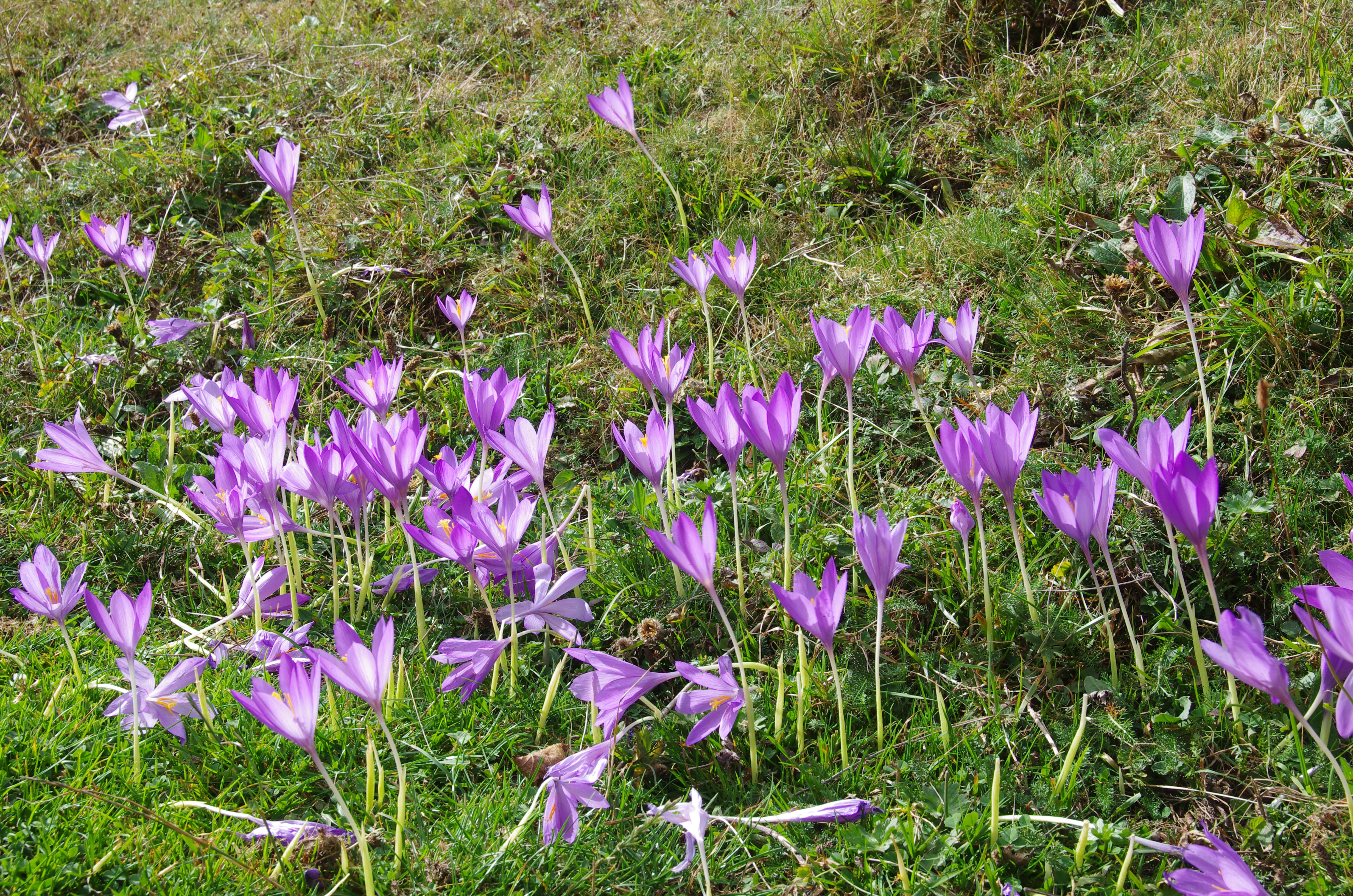 Purple Crocuses in a Grassy Field HD Wallpaper