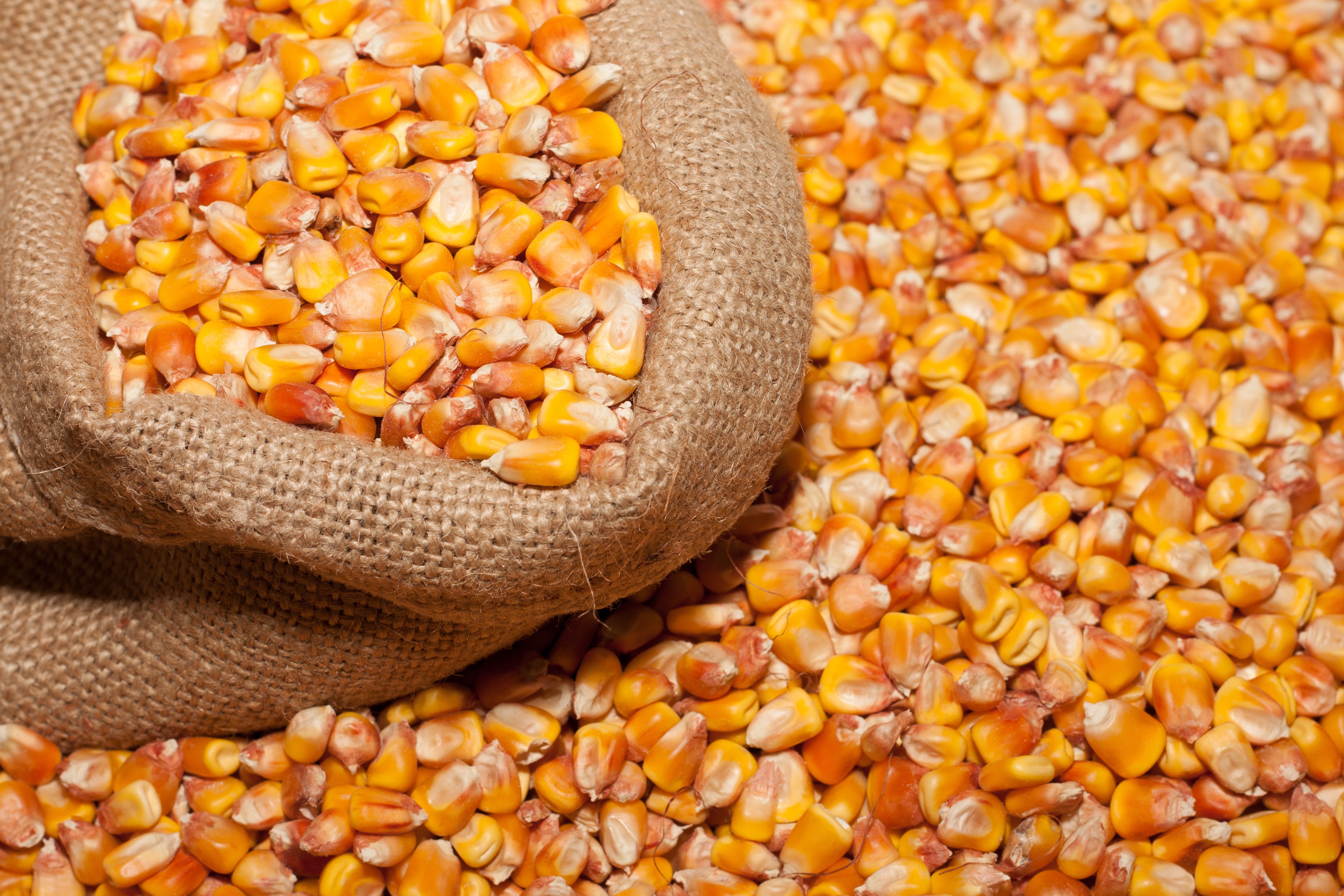 Corn kernels in a burlap sack HD Wallpaper