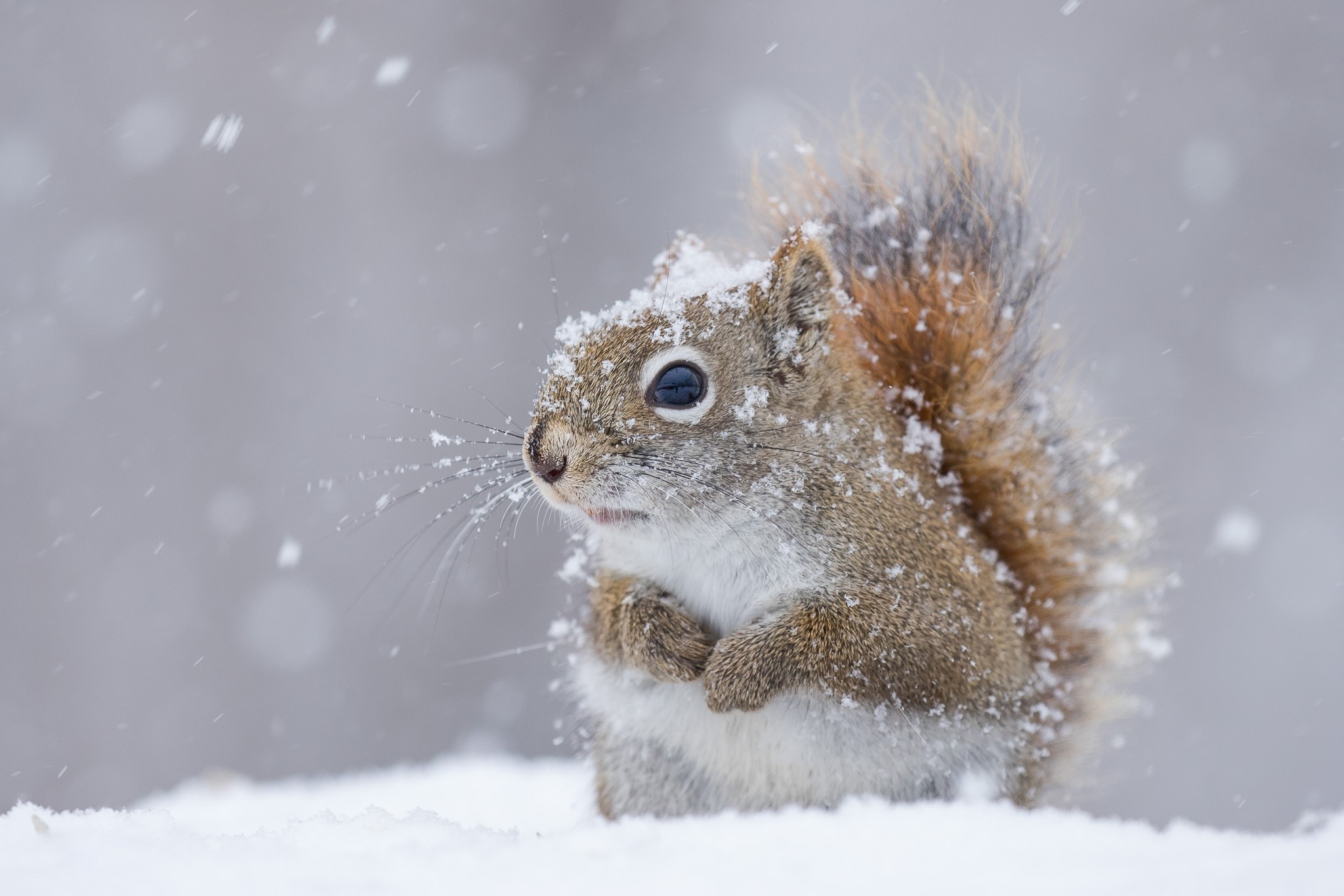 Red squirrel in the snow HD Wallpaper