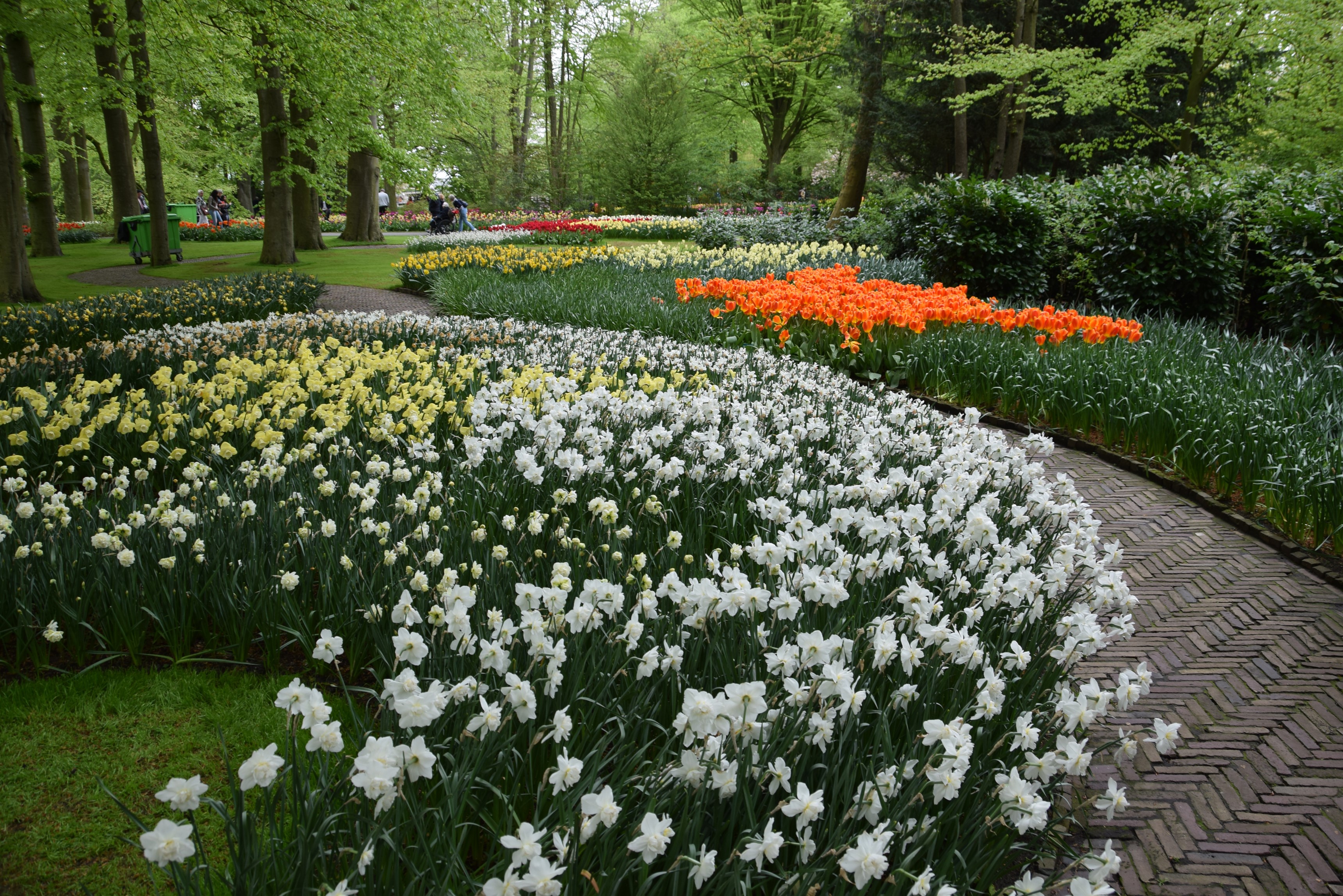 Keukenhof Gardens with Daffodils and Tulips in the Netherlands HD Wallpaper