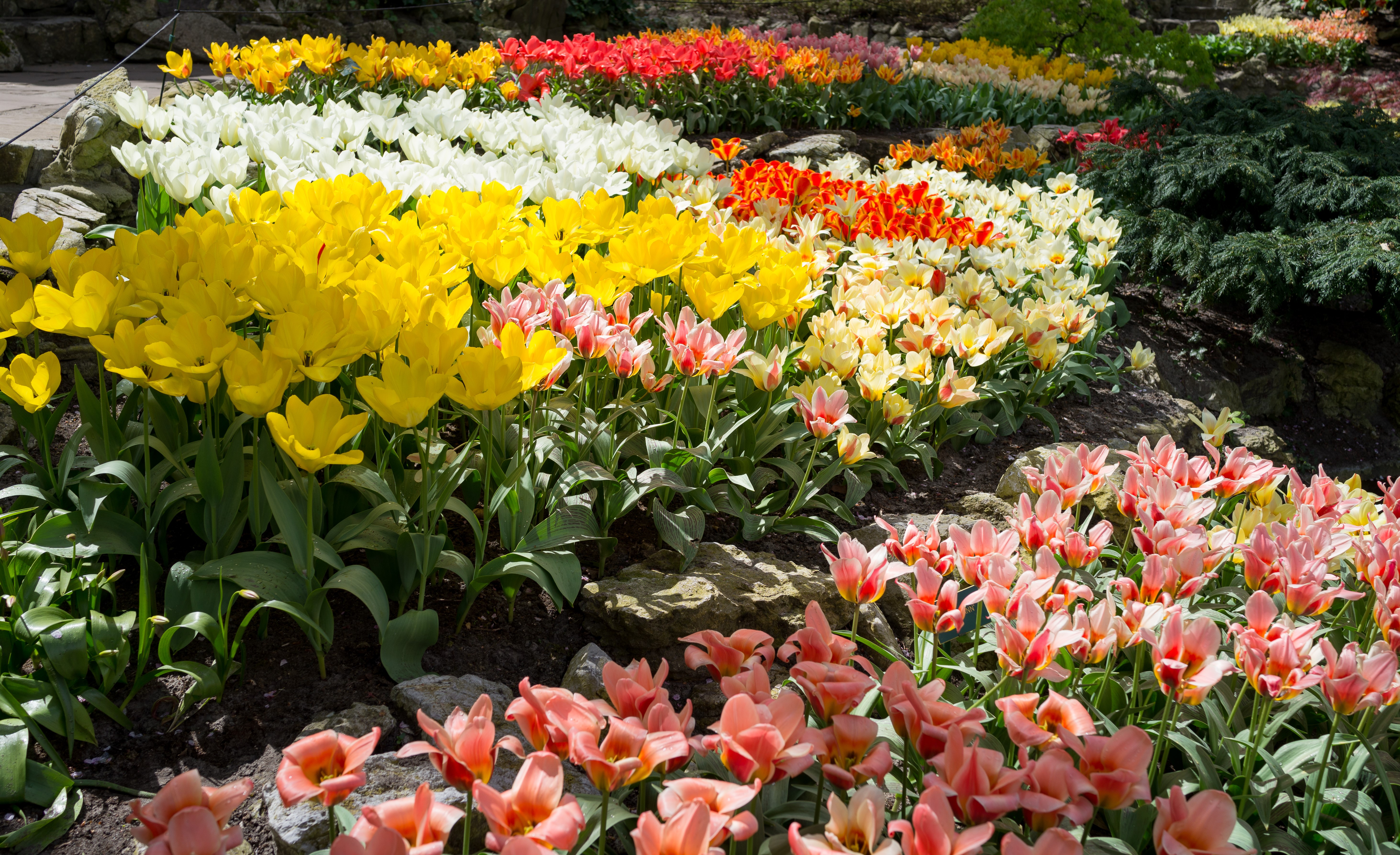 Keukenhof Gardens with Rows of Colorful Tulips HD Wallpaper