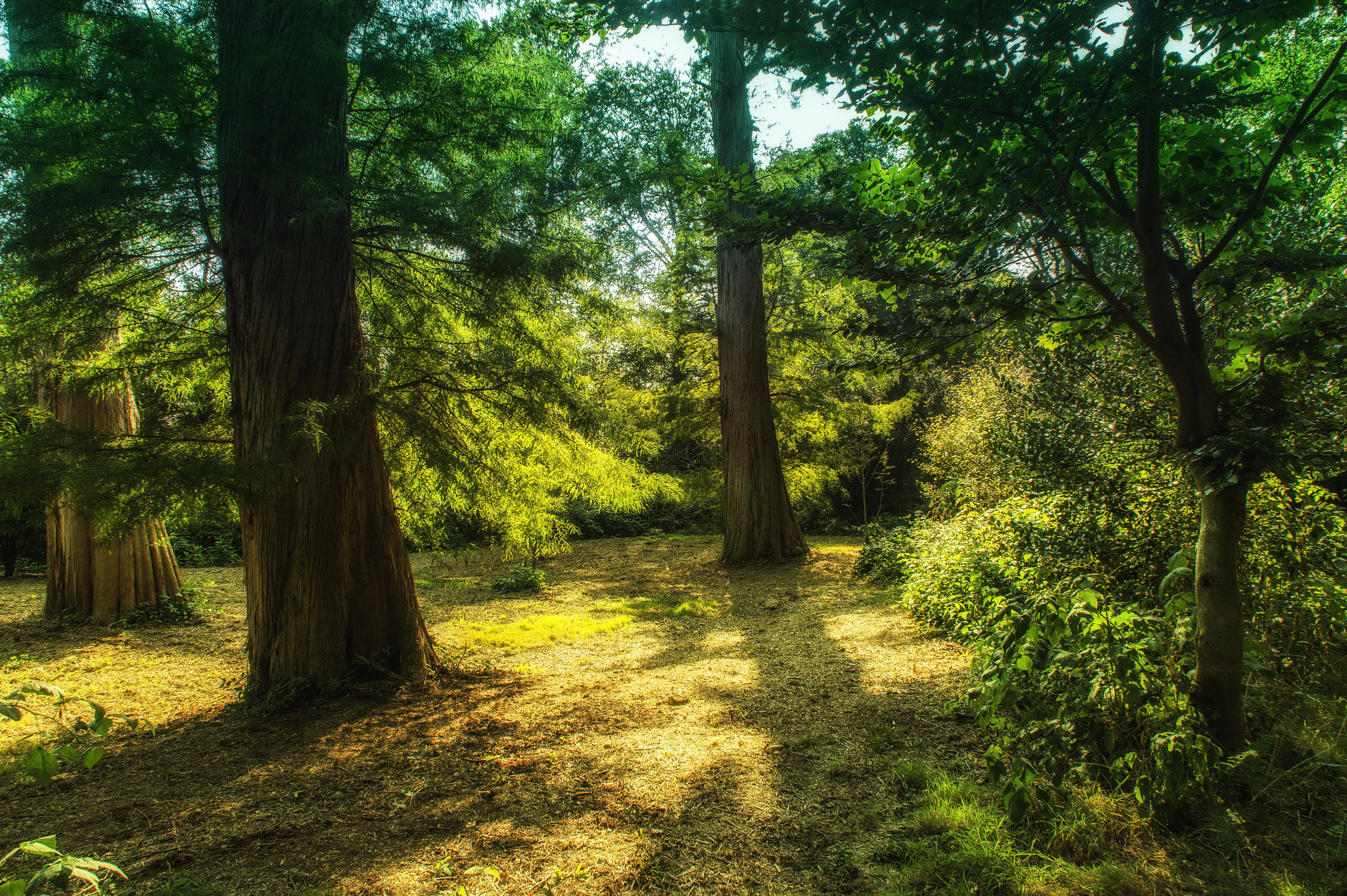 Forest with tall trees and sunlight HD Wallpaper