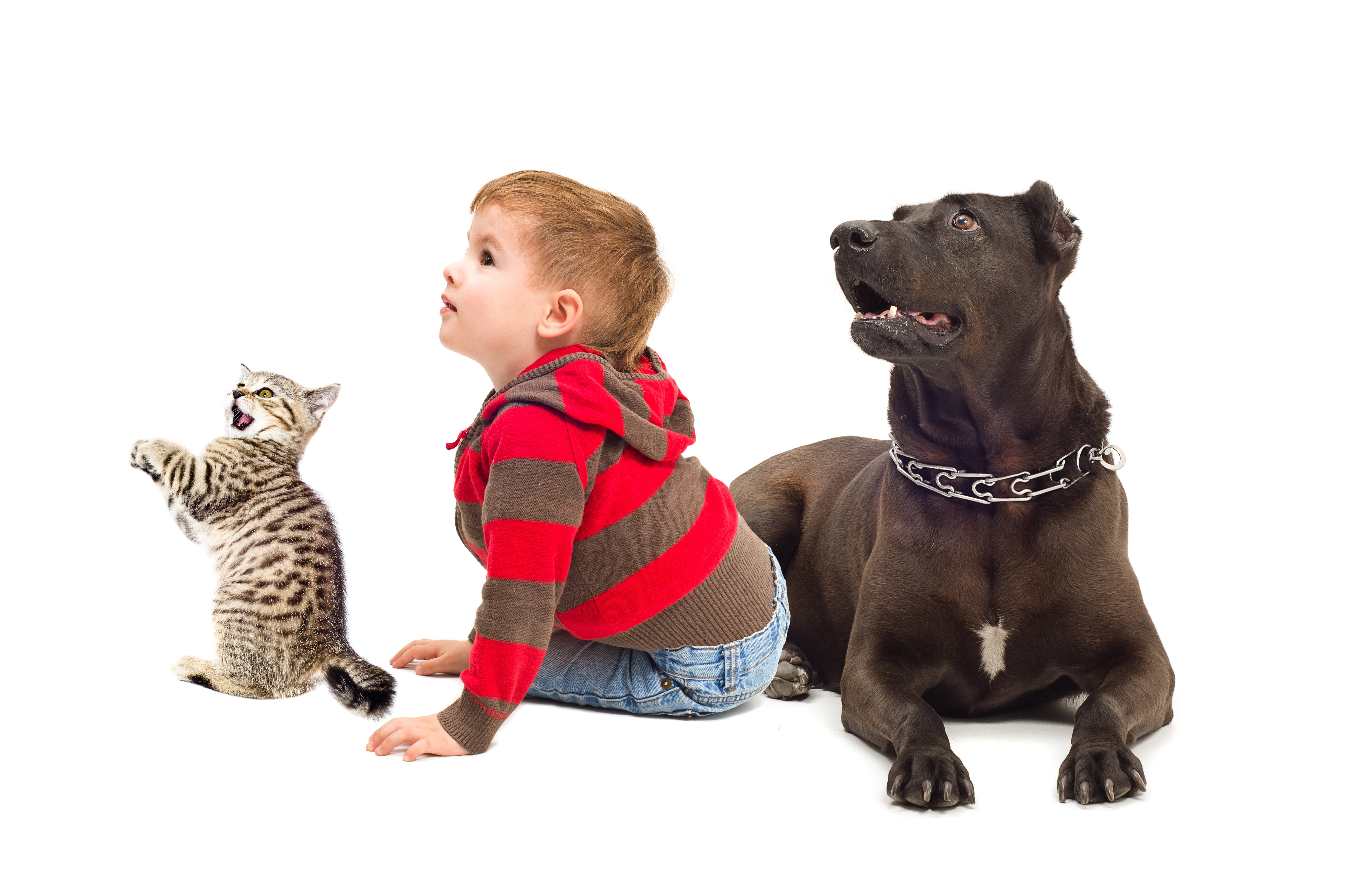 Boy, Cat, and Dog on White Background HD Wallpaper