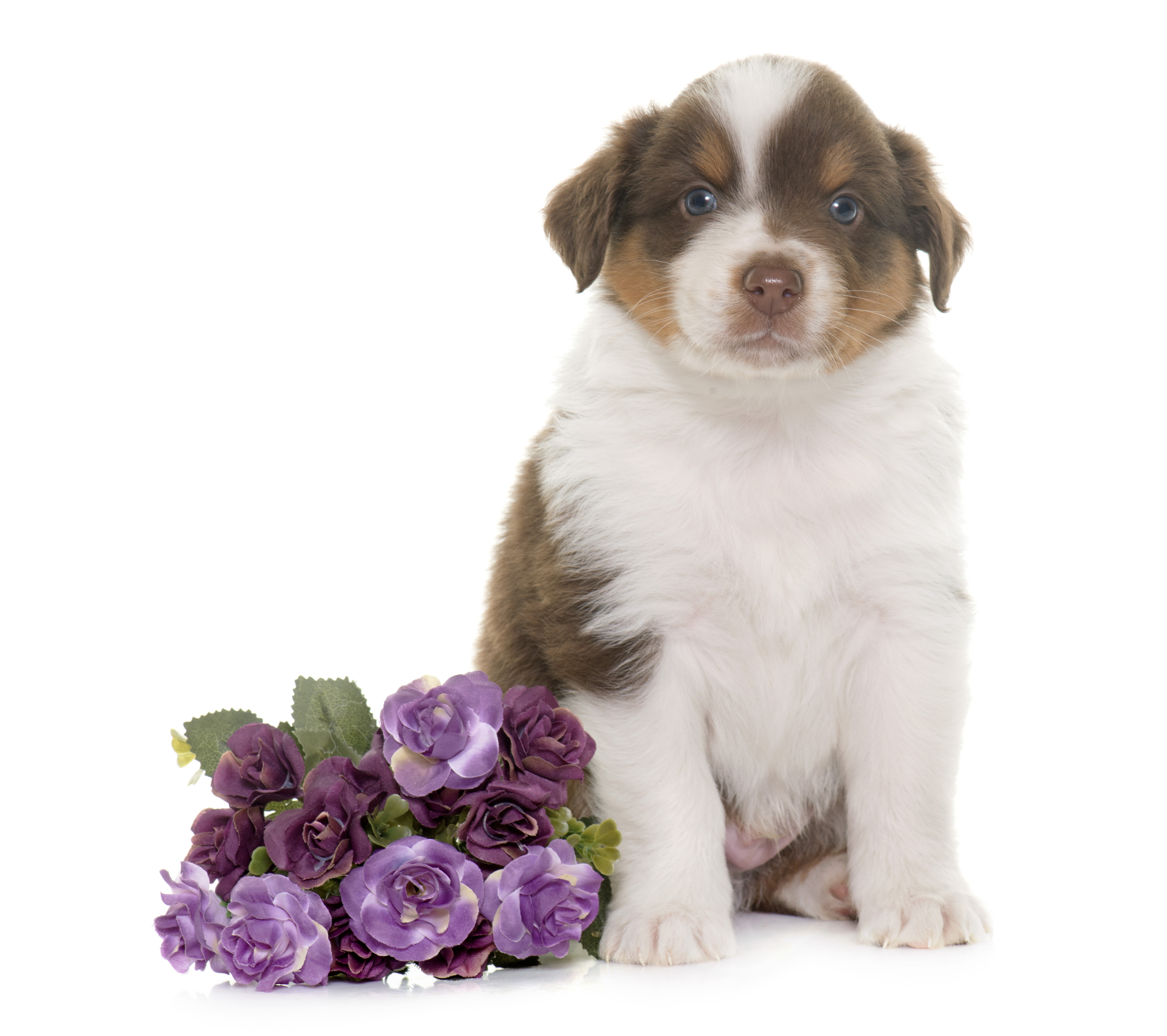 Australian Shepherd Puppy with Flowers HD Wallpaper
