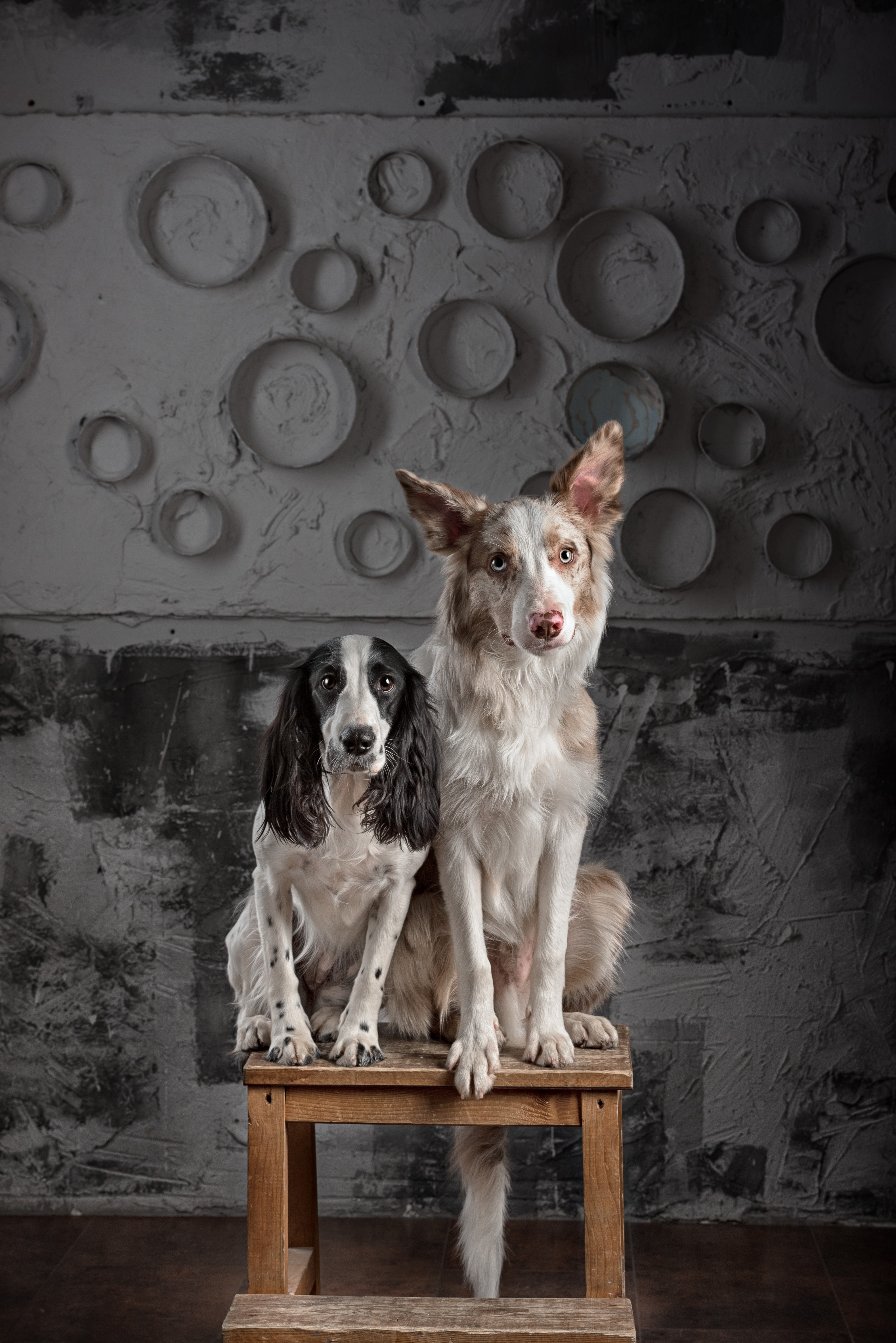 Two dogs, Russian Spaniel and Border Collie, sitting HD Phone Wallpaper