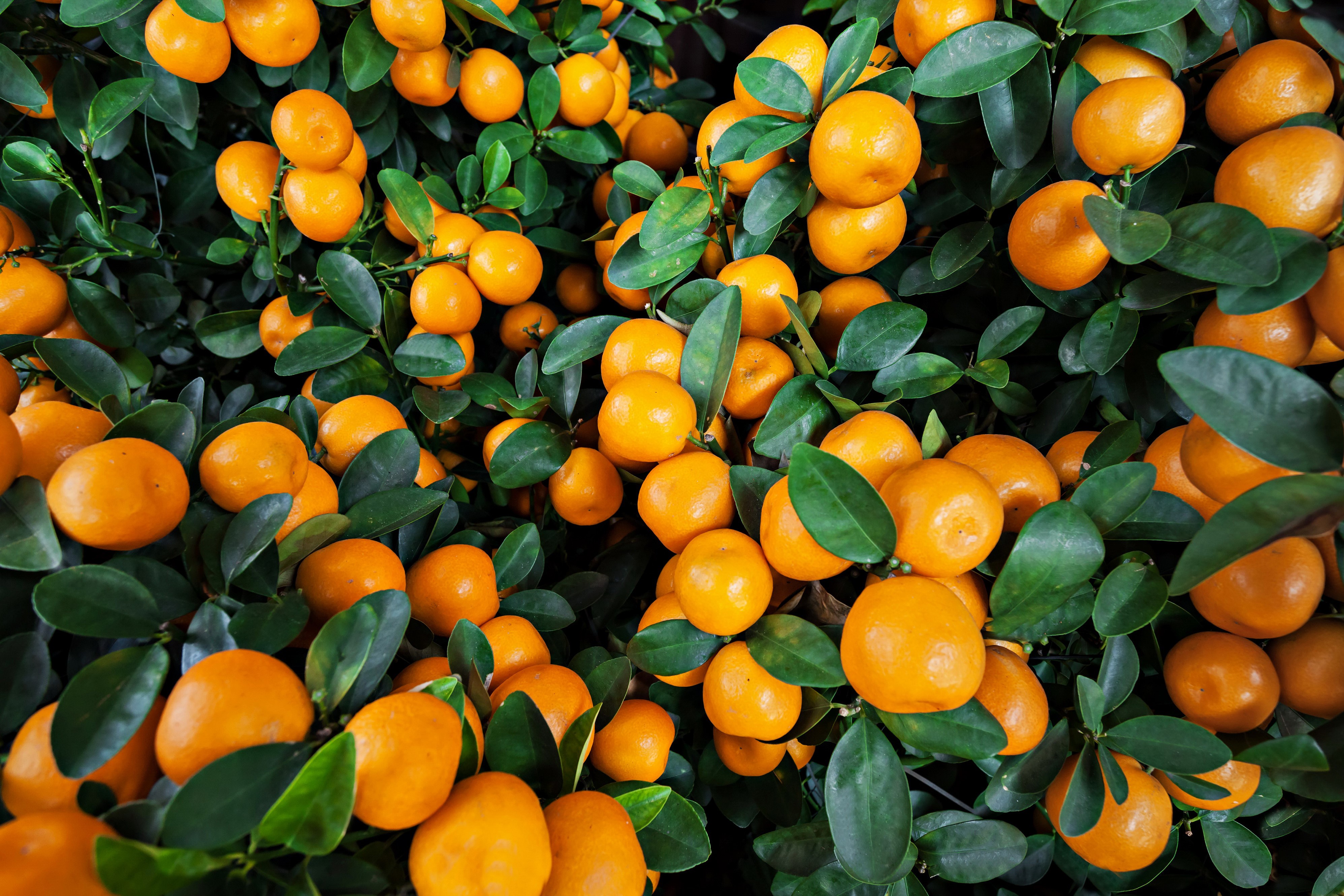 Many Oranges on a Tree with Green Leaves HD Wallpaper