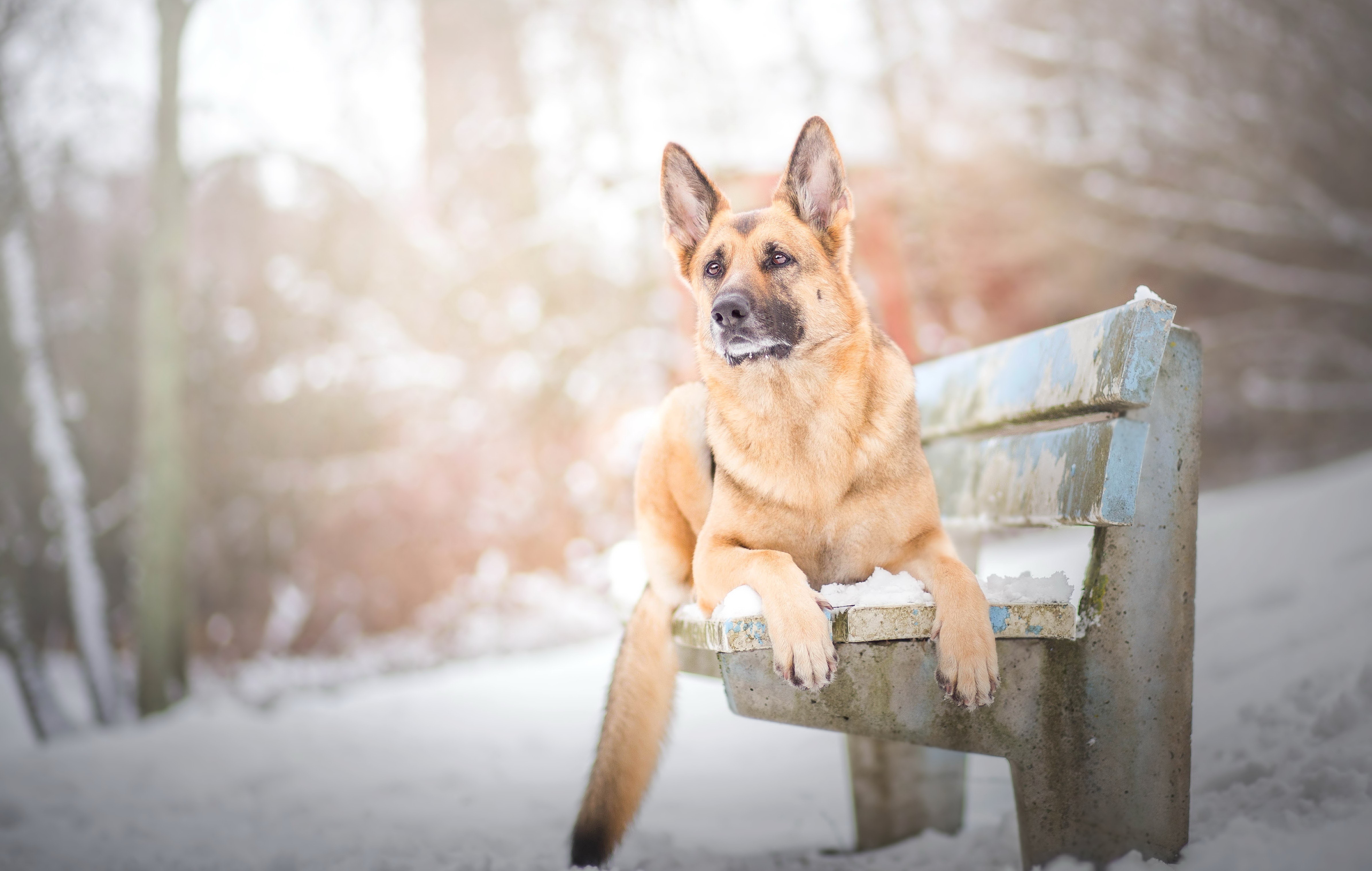 German Shepherd Dog on a Bench in Winter HD Wallpaper