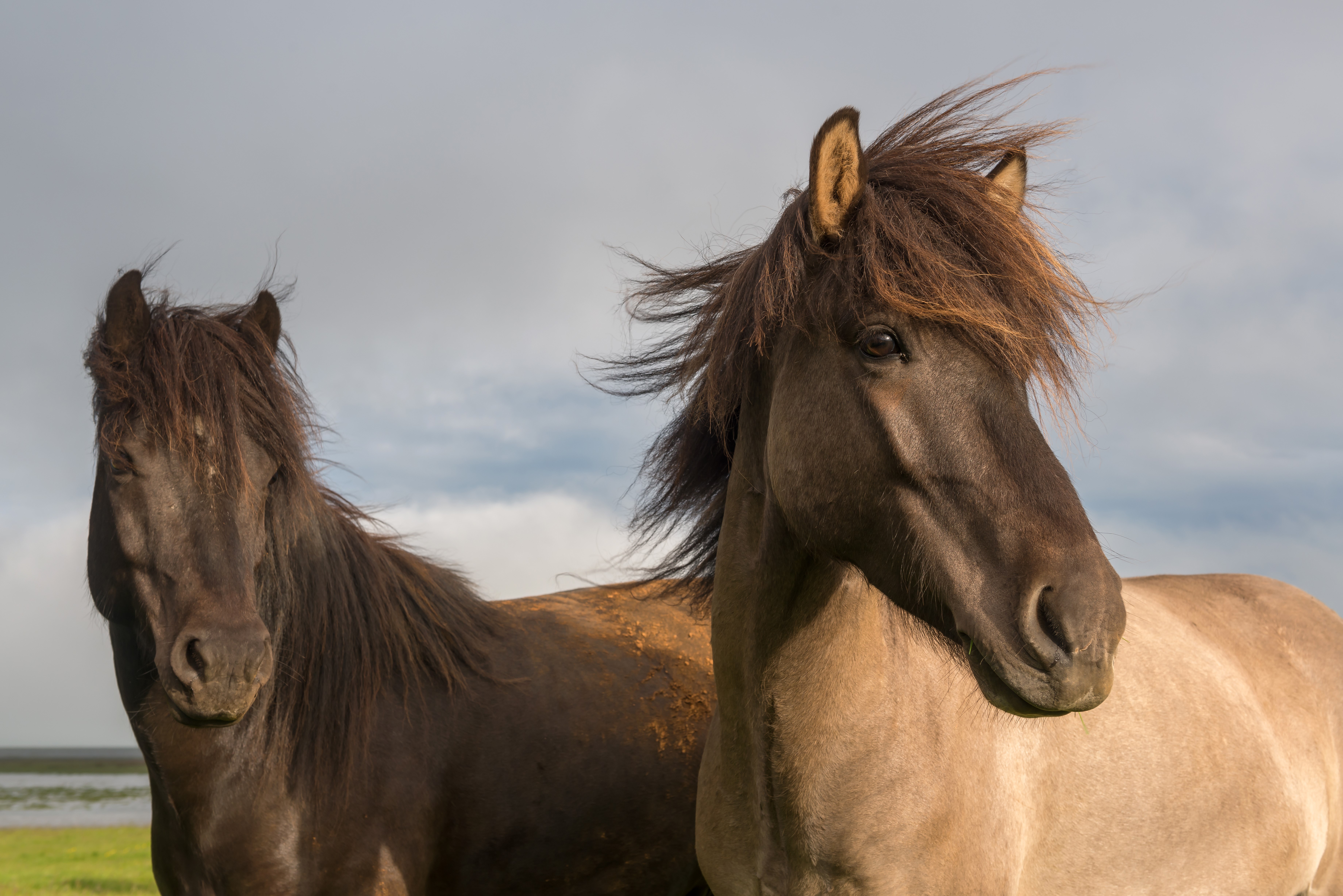 Two horses with flowing manes HD Wallpaper